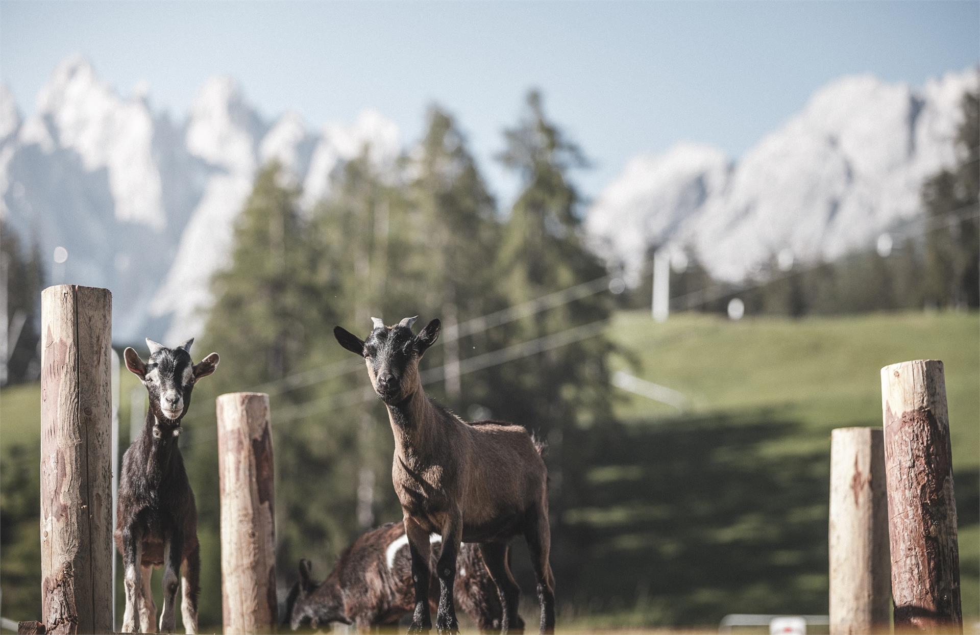 Minigolf Innichen/San Candido 4 suedtirol.info