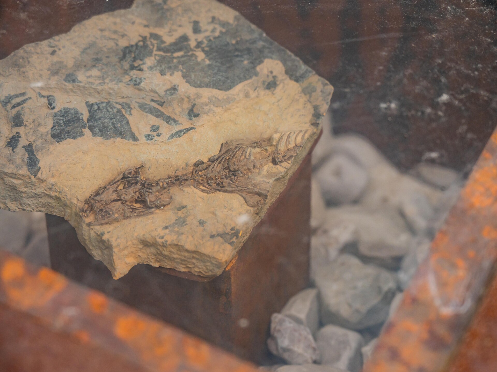 Megachirella Wachtleri - Dolomites Region Kronplatz/Plan de Corones - #1 - suedtirol.info