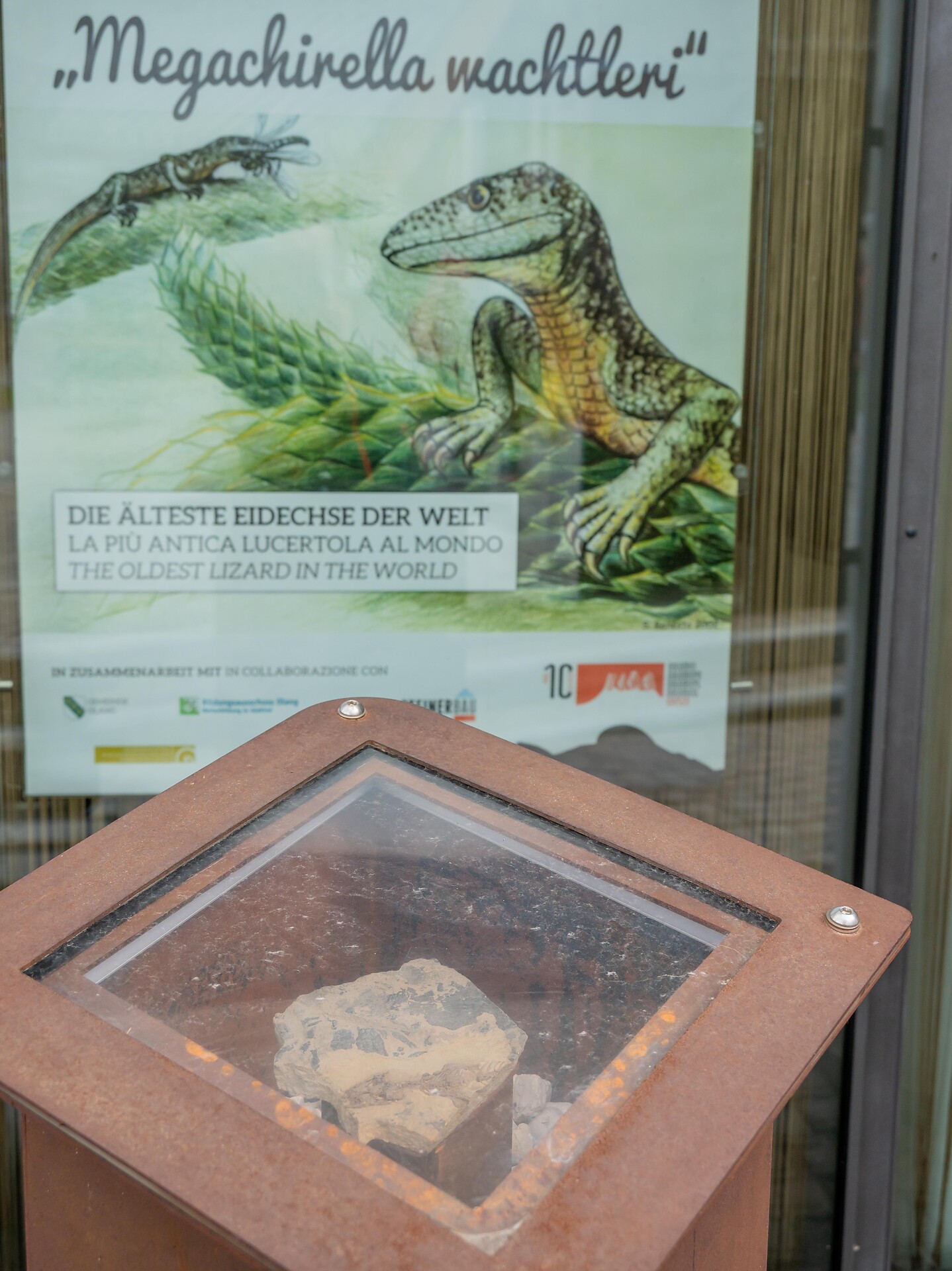 Megachirella Wachtleri - Dolomites Region Kronplatz/Plan de Corones - #2 - suedtirol.info