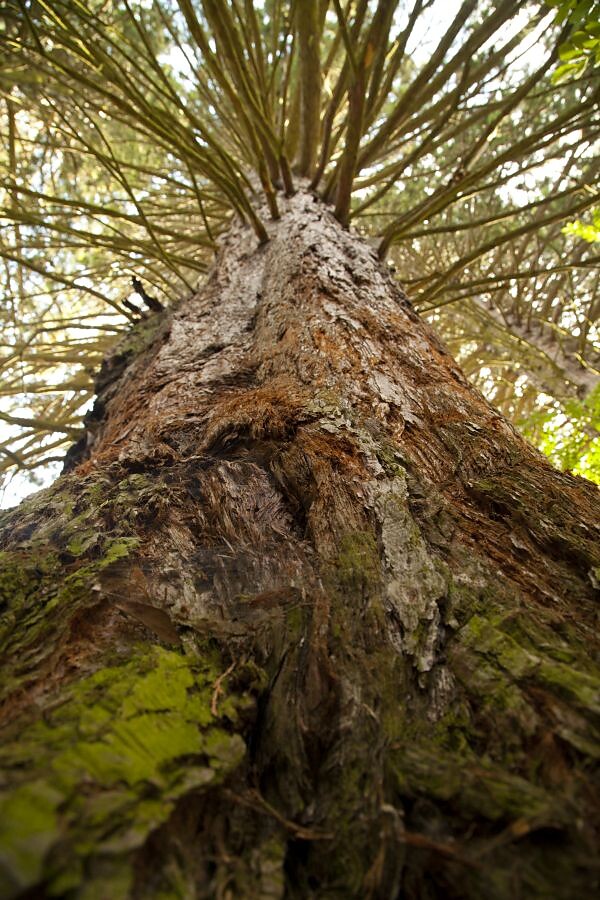 Redwoods