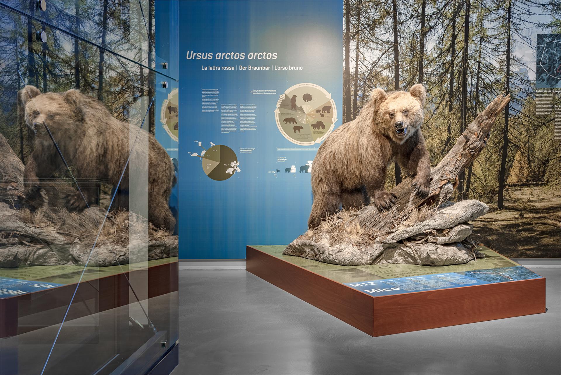 Museum Ladin Ursus ladinicus Badia 3 suedtirol.info