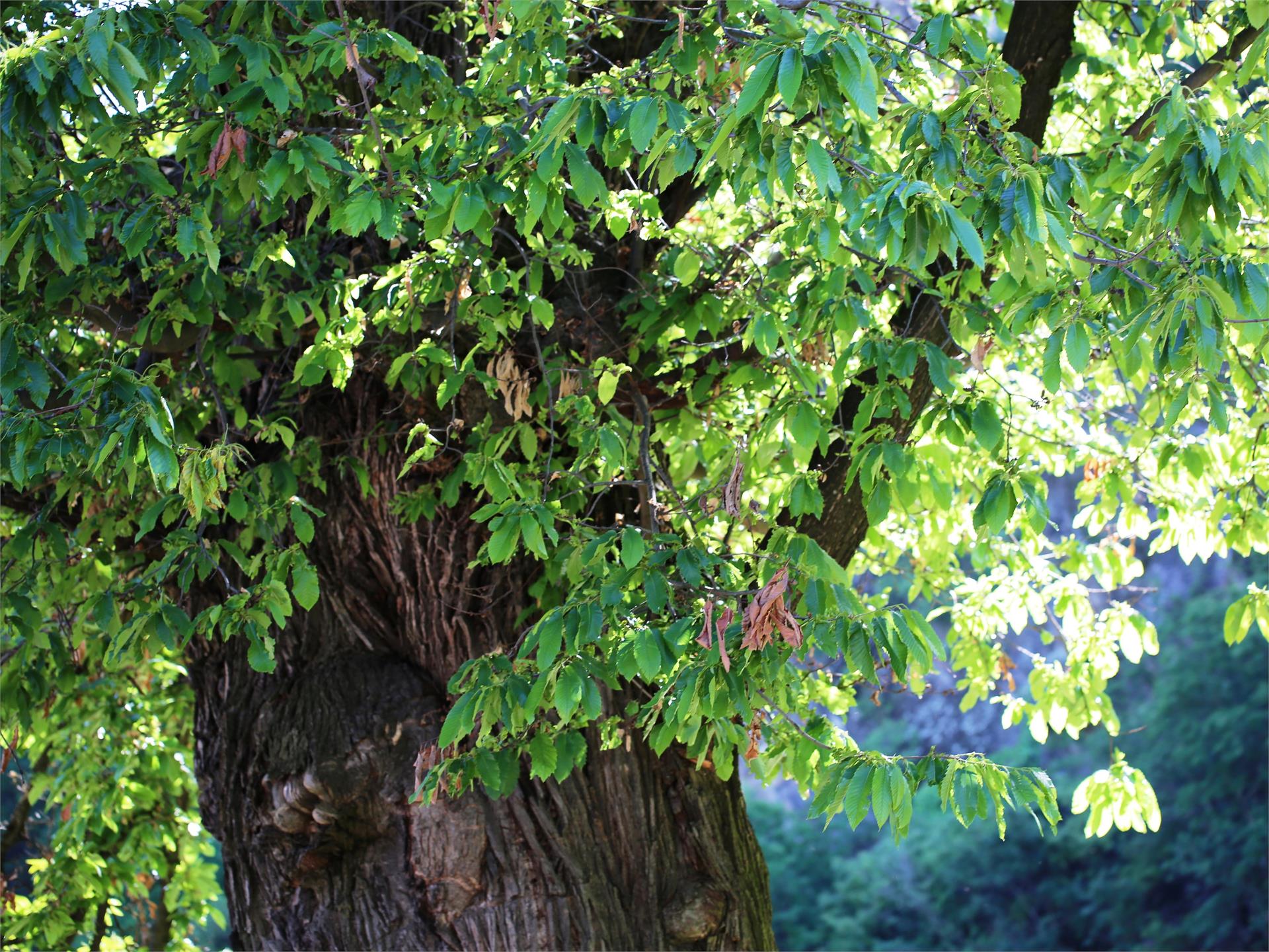 Natural Heritage Chestnut Happichl Partschins/Parcines 1 suedtirol.info