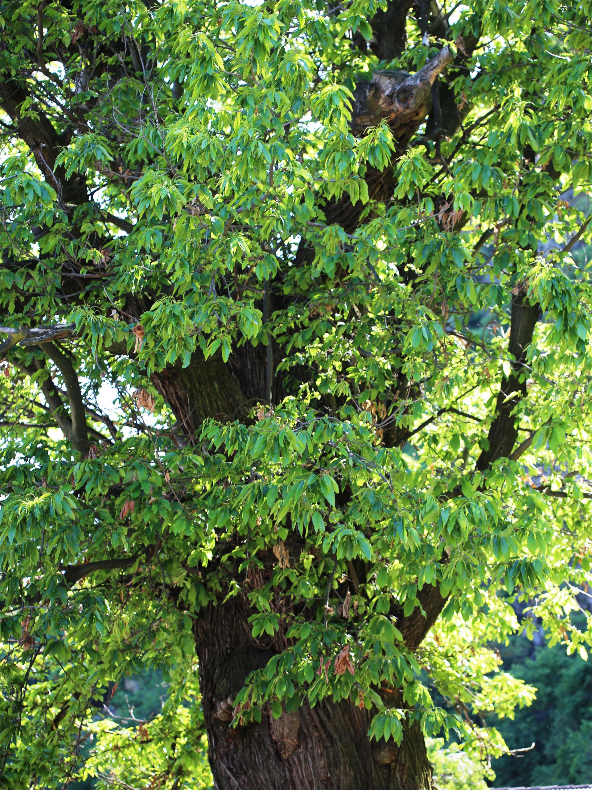 Natural Heritage Chestnut Happichl Partschins/Parcines 4 suedtirol.info