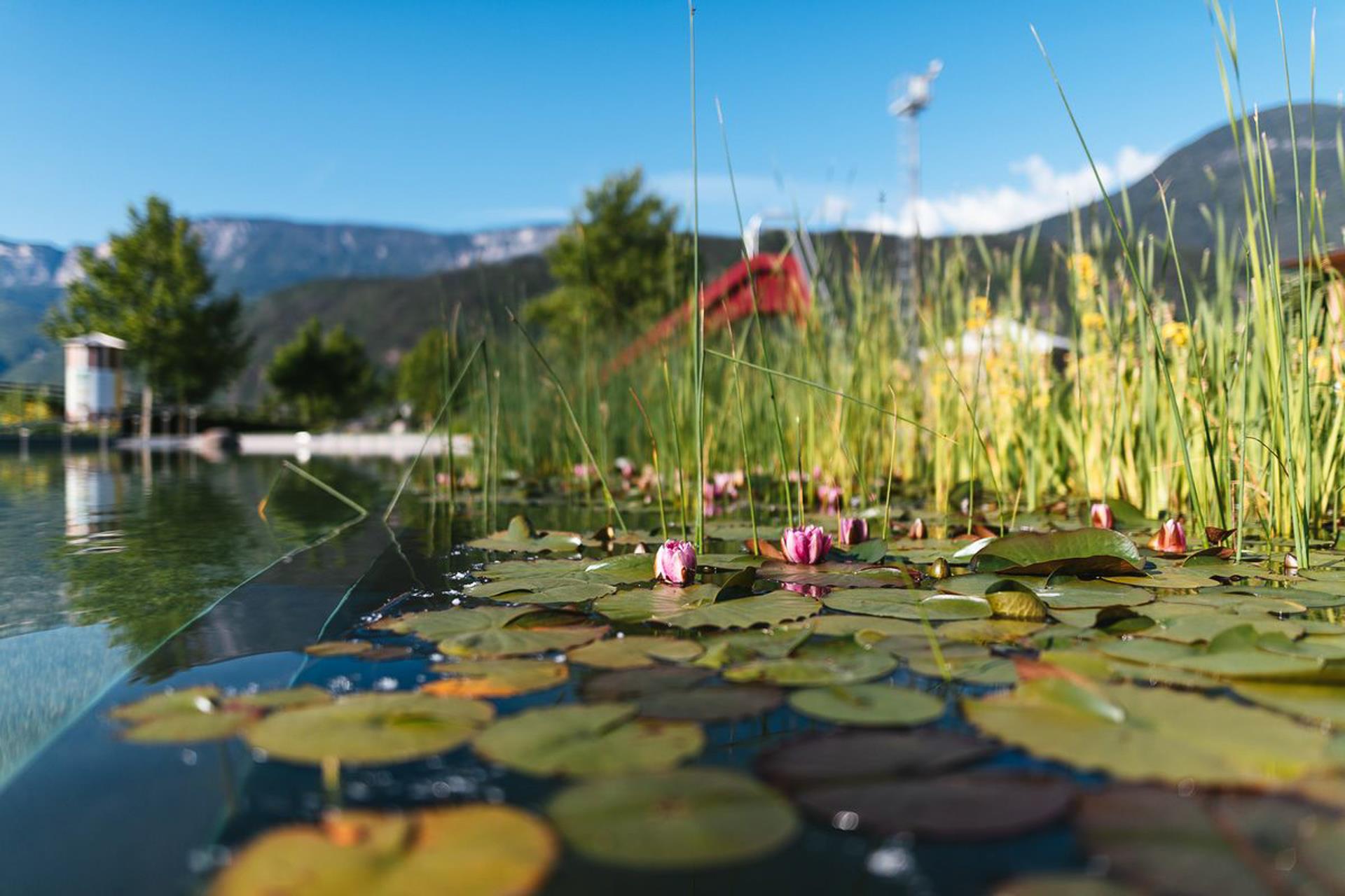 Piscina naturale Gargazzone Gargazzone 13 suedtirol.info