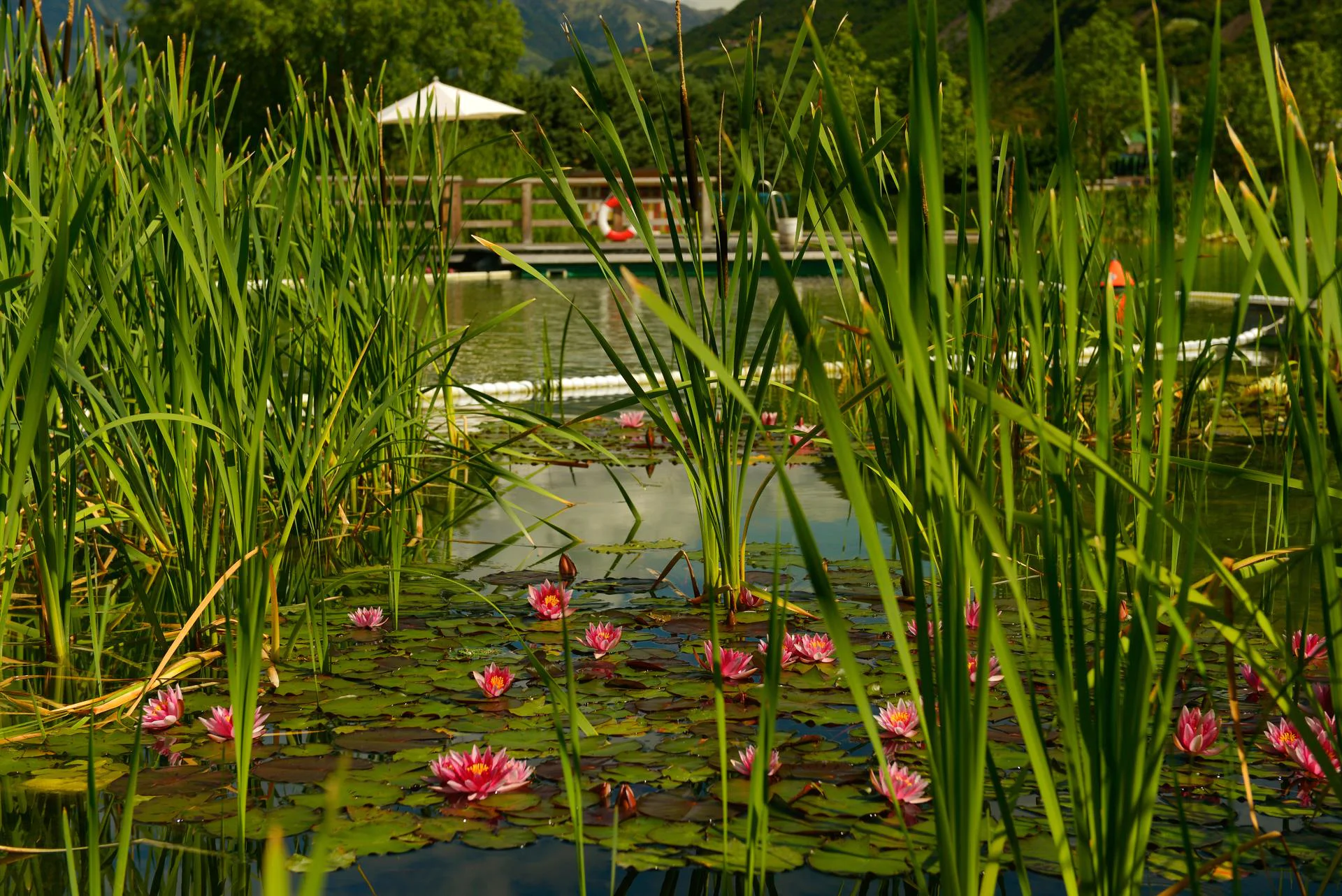 Natural Swimming Bath Gargazon Gargazon/Gargazzone 15 suedtirol.info