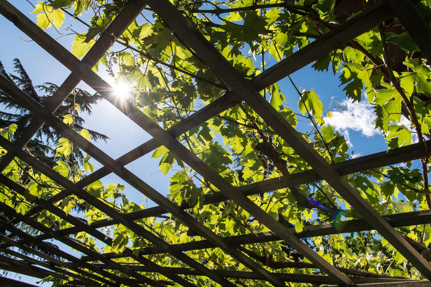 Natural Heritage Vine White Heunischer Partschins/Parcines 4 suedtirol.info