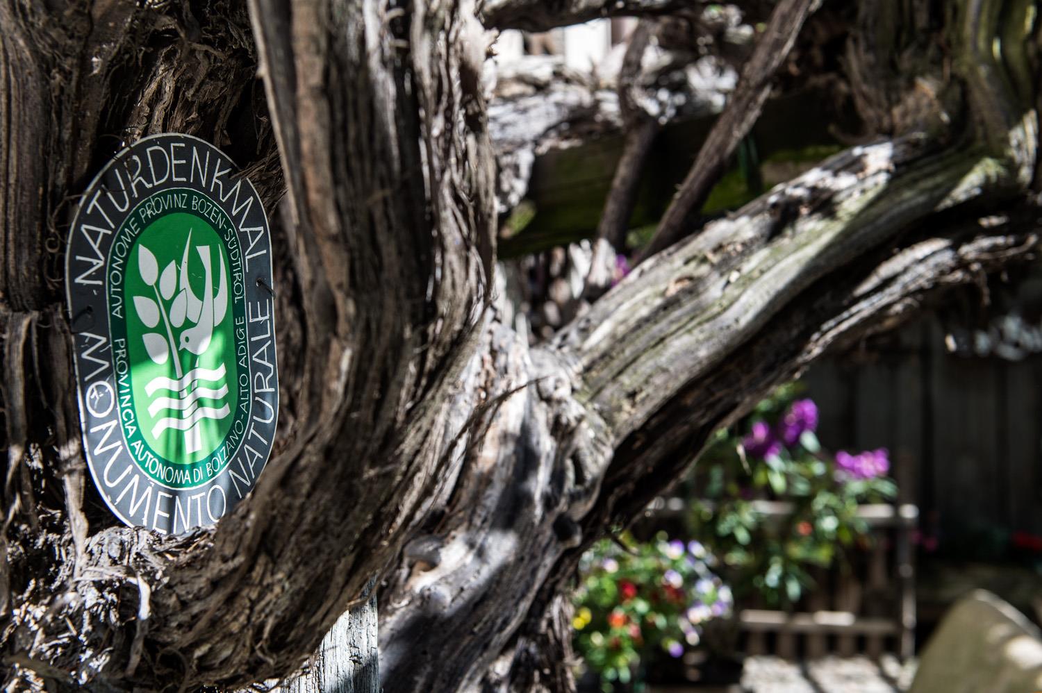 Natural Heritage Vine White Heunischer Partschins/Parcines 1 suedtirol.info