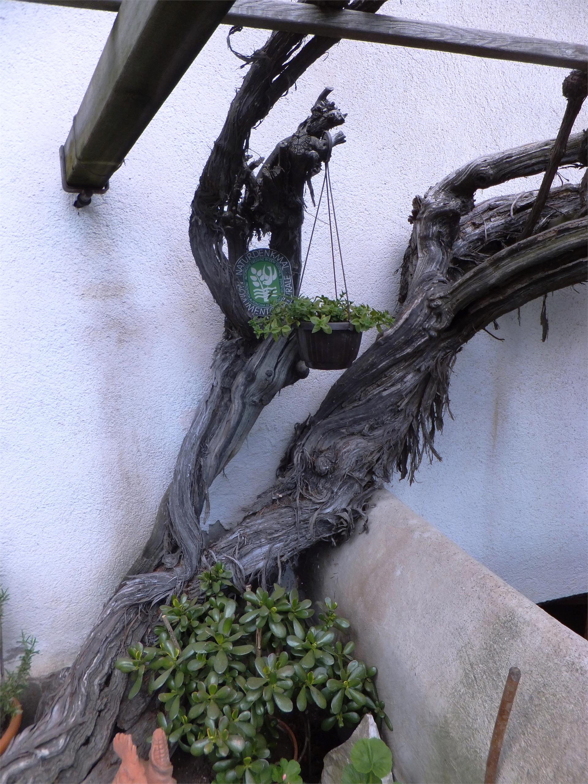 Natural Heritage Vine White Heunischer Partschins/Parcines 3 suedtirol.info