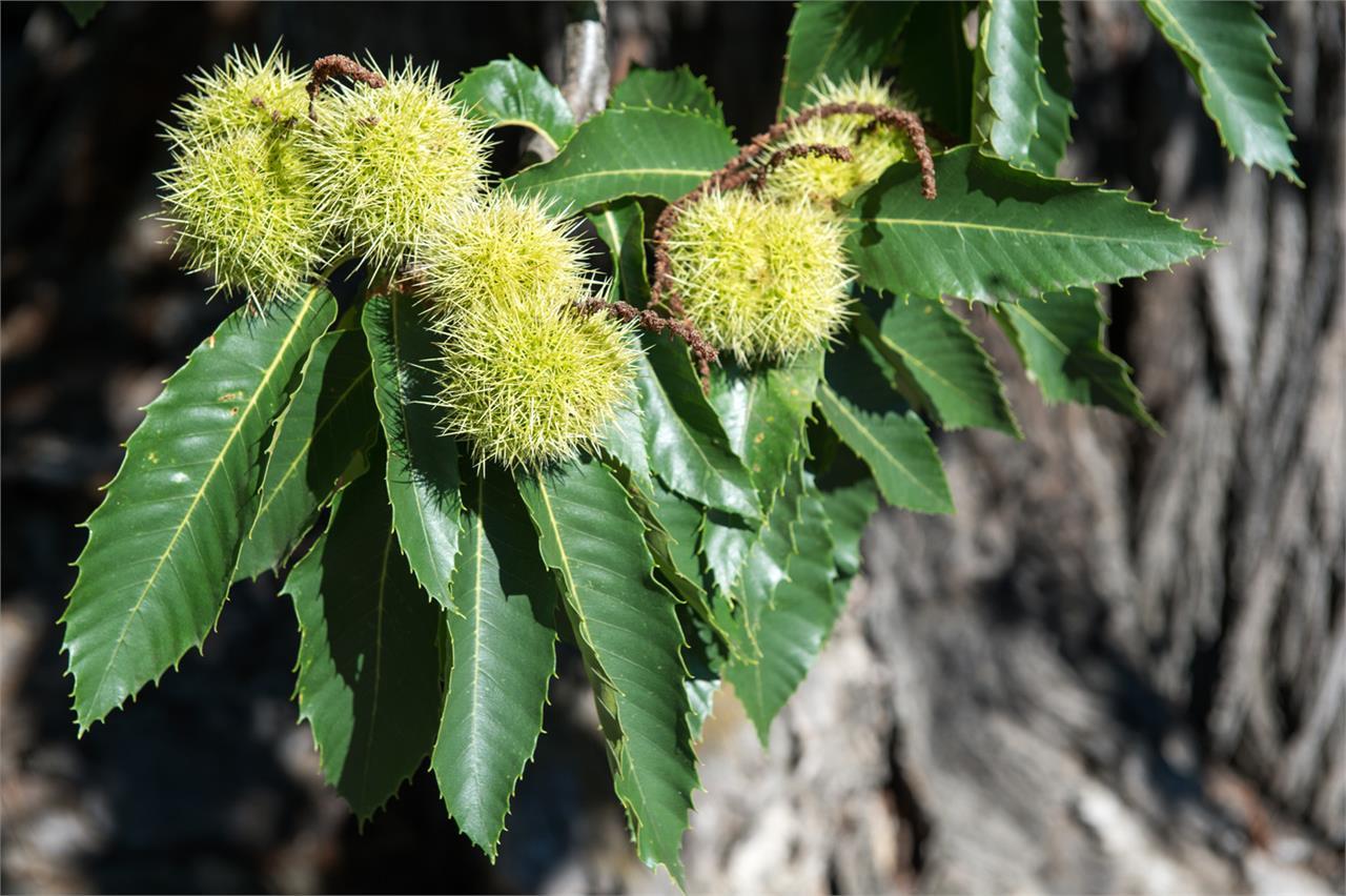 Natural Heritage Chestnut Oberweirach-Hof Partschins/Parcines 1 suedtirol.info