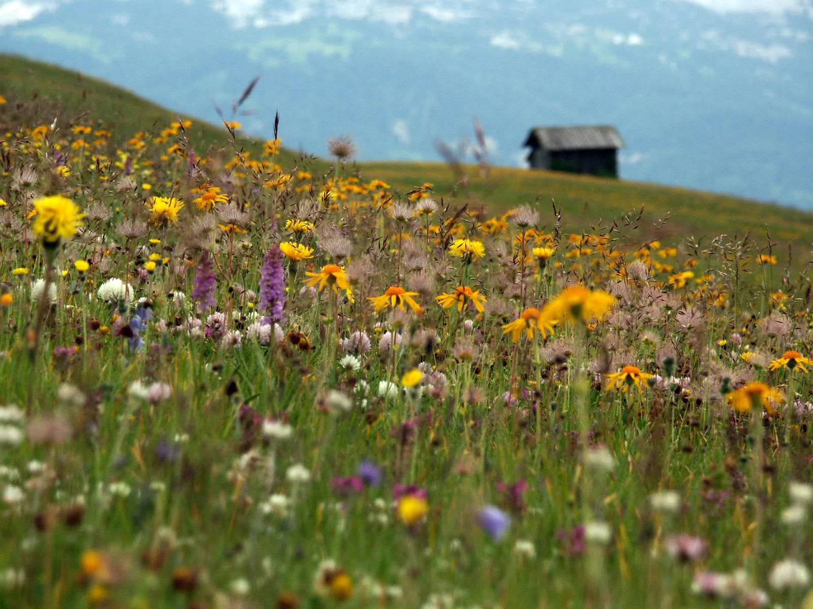 Parco Naturale Puez-Odle San Martino 5 suedtirol.info