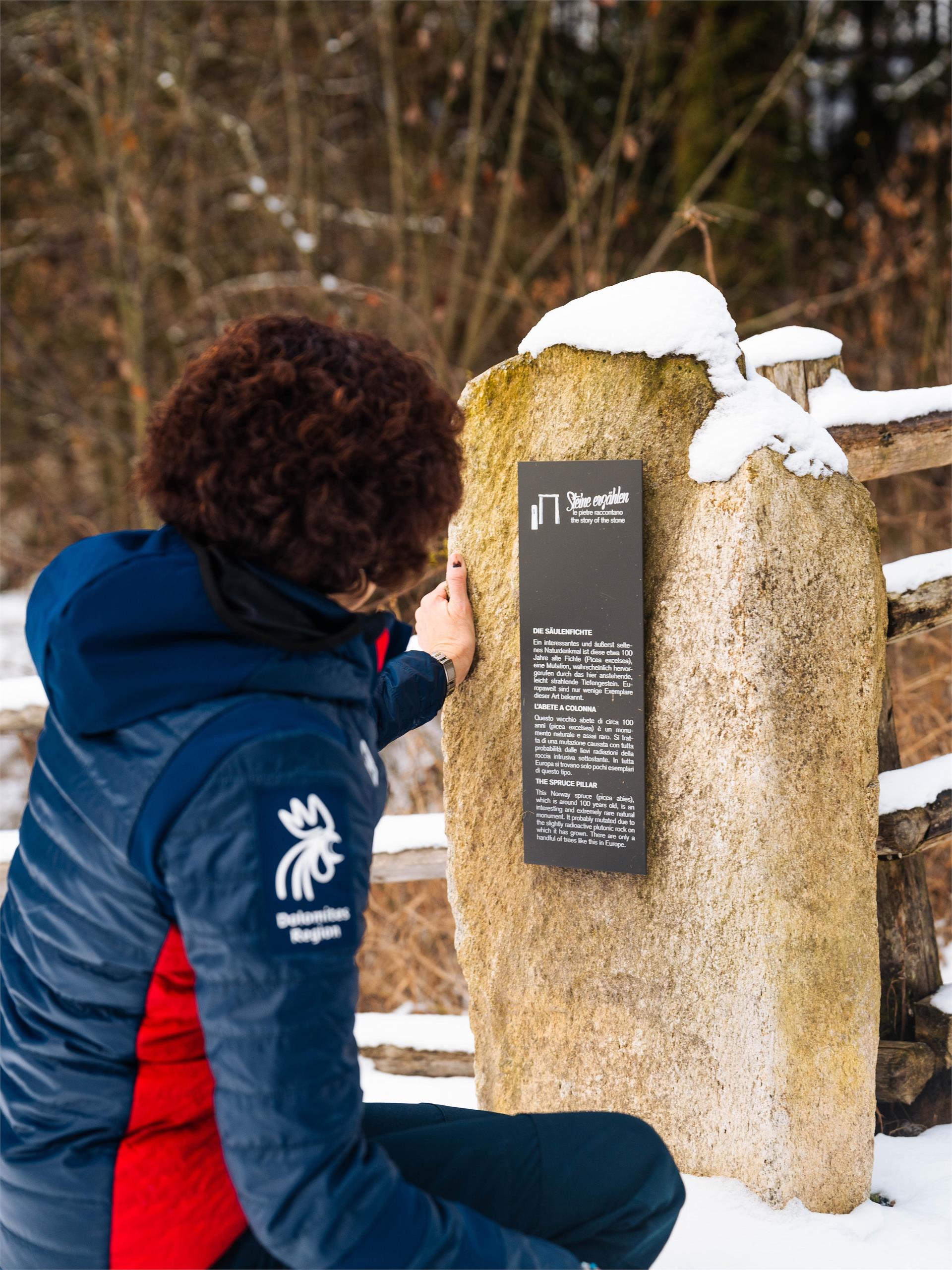 Abete Rosso "colonnare" Falzes 2 suedtirol.info