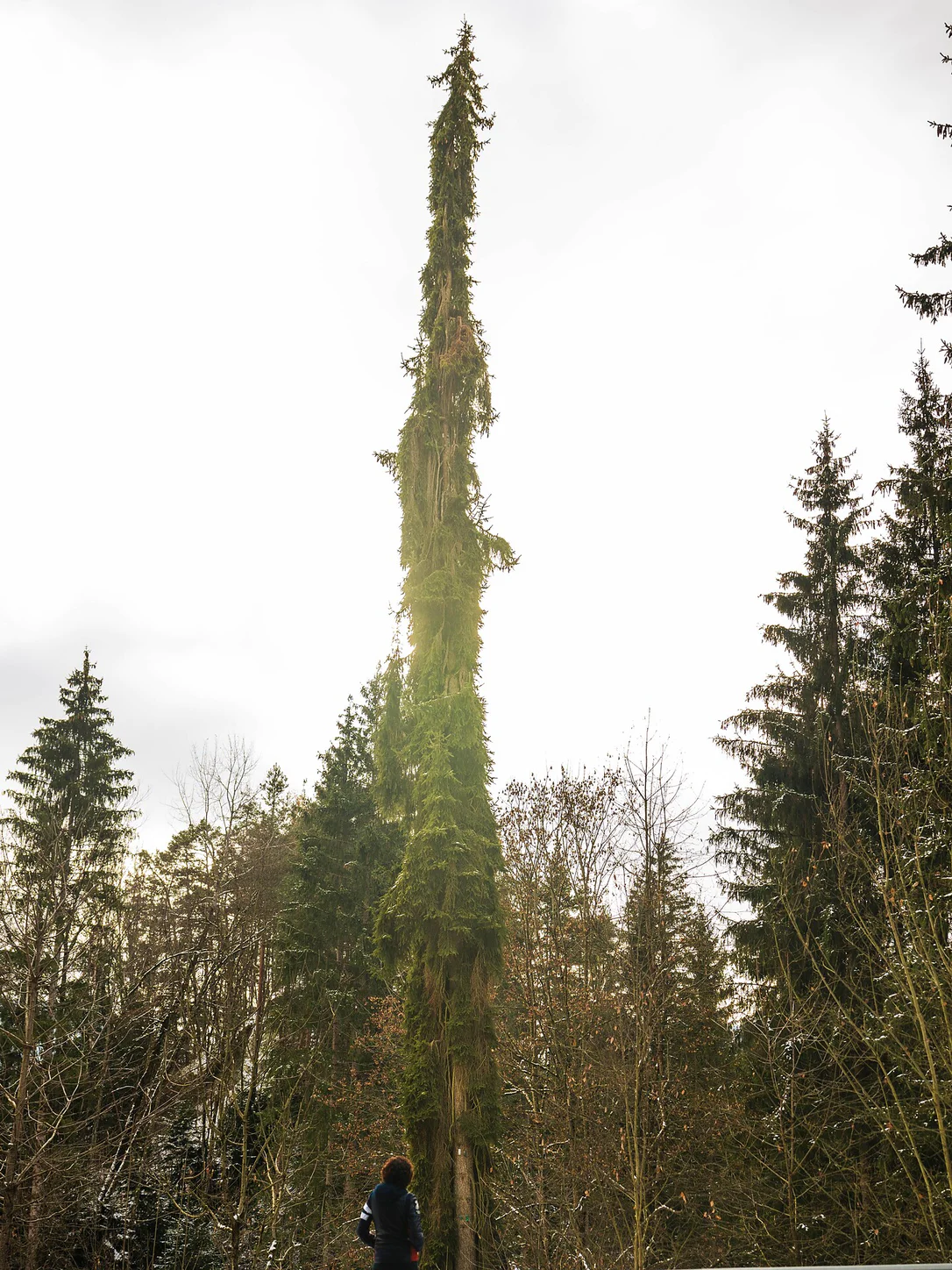 Naturdenkmal "Säulenfichte"