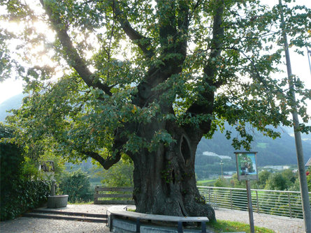Vecchio tiglio-monumento naturale ad Aica Naz-Sciaves 1 suedtirol.info