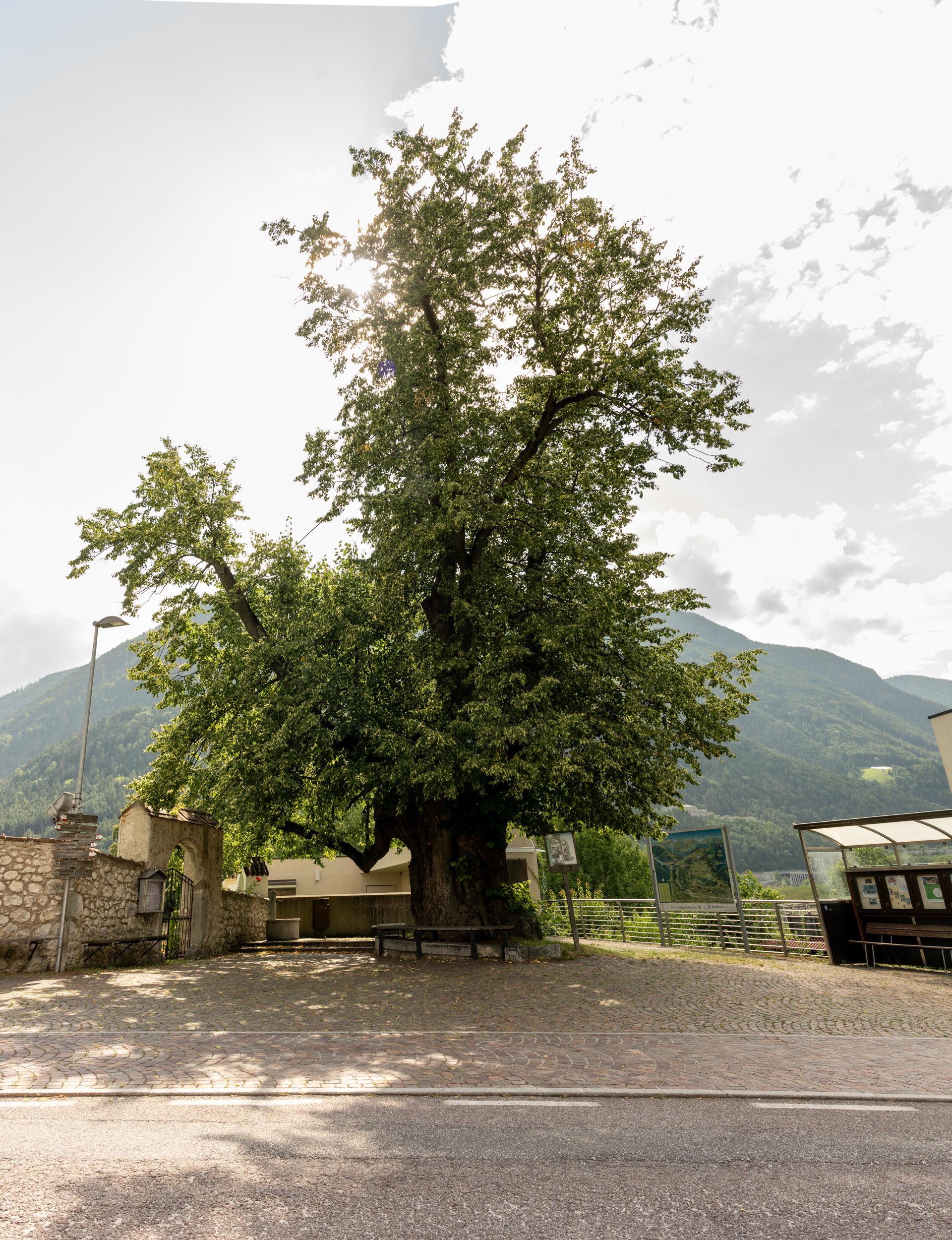 Vecchio tiglio-monumento naturale ad Aica Naz-Sciaves 2 suedtirol.info