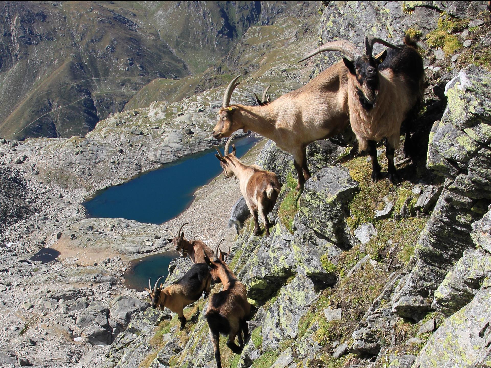 Natural Heritage Tablander Lacken Partschins/Parcines 1 suedtirol.info