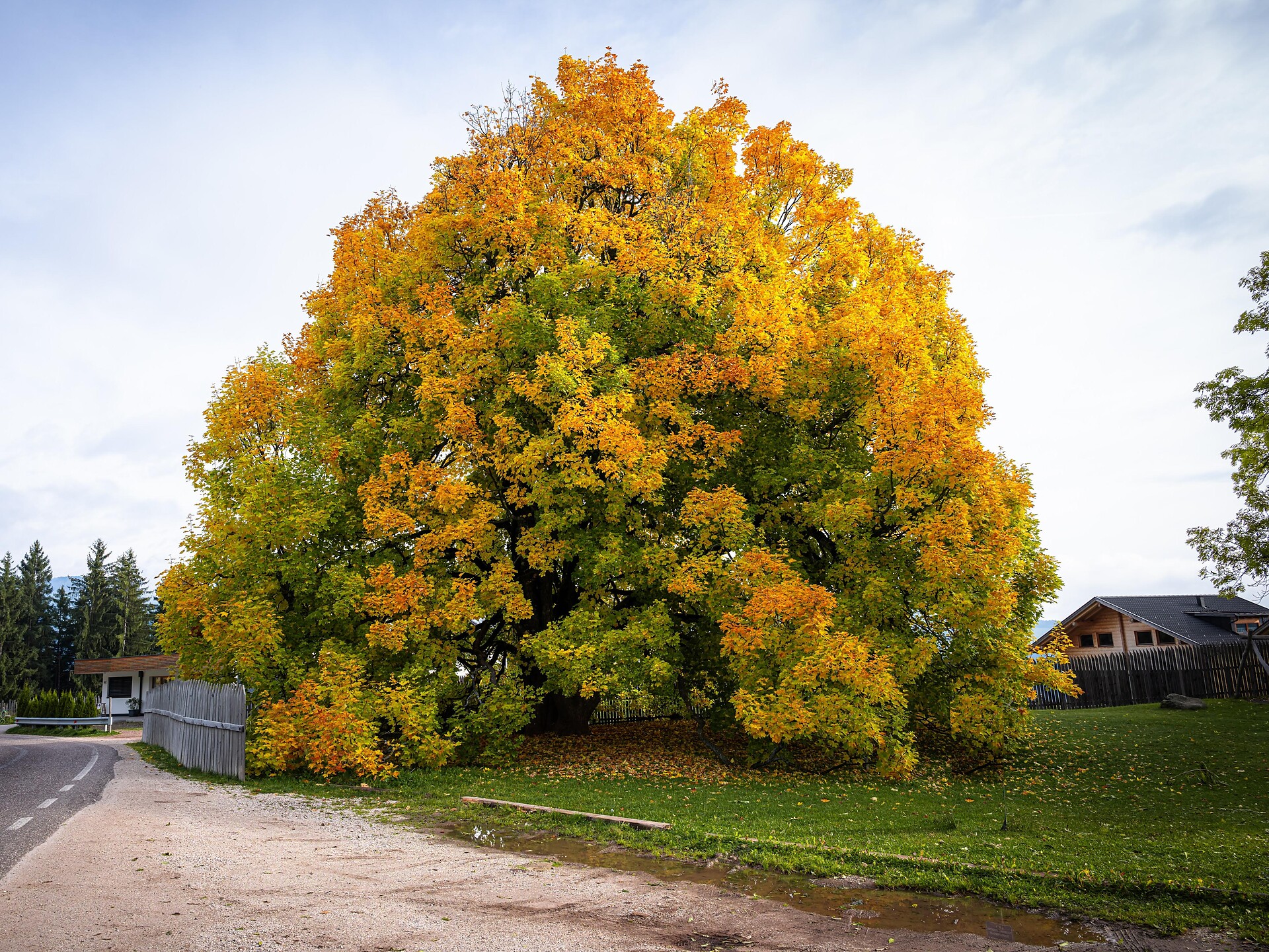 400 year old mountain maple  - Bolzano/Bozen and environs - #1 - suedtirol.info