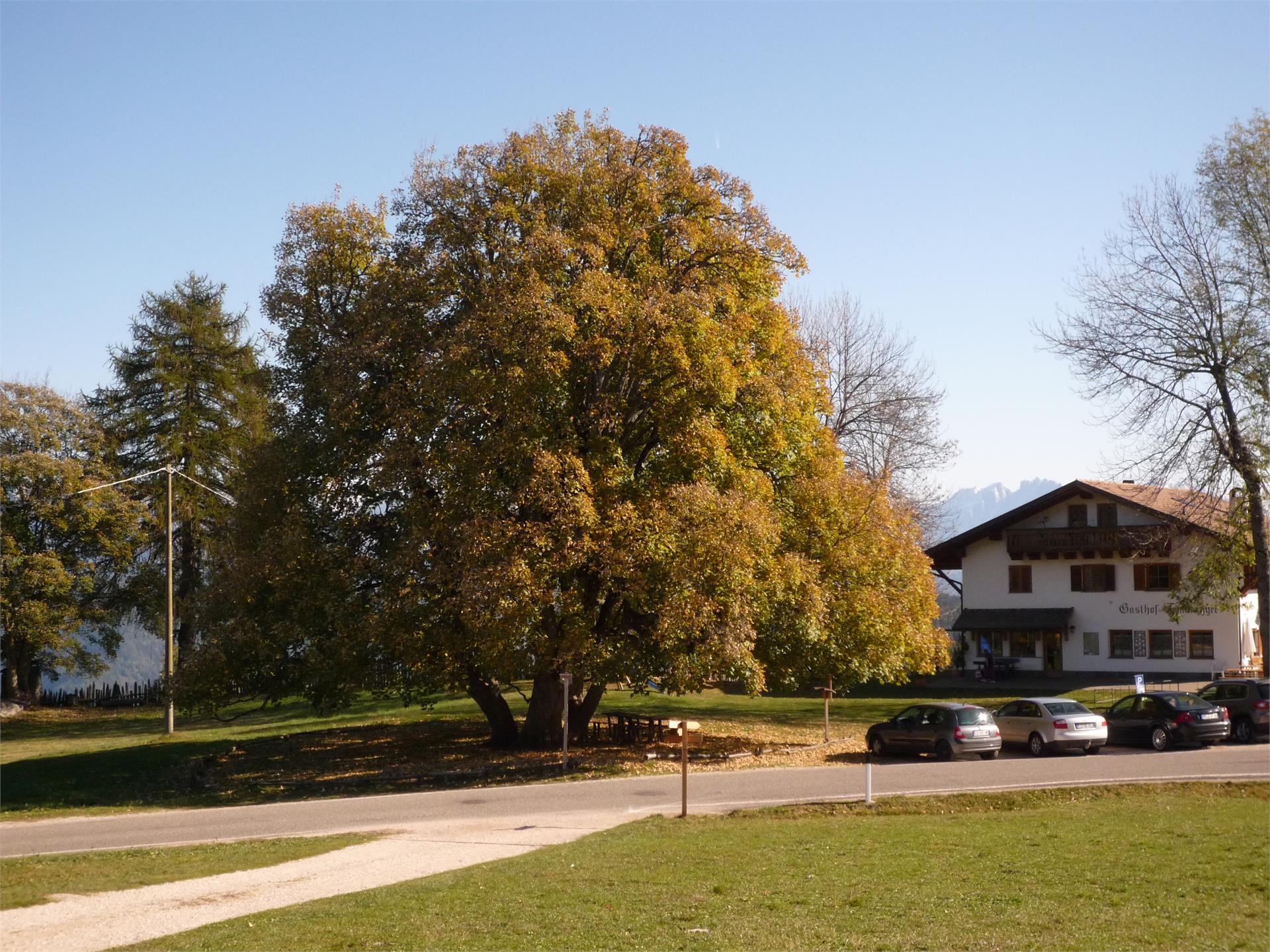 Acero di montagna di 400 anni San Genesio Atesino 1 suedtirol.info