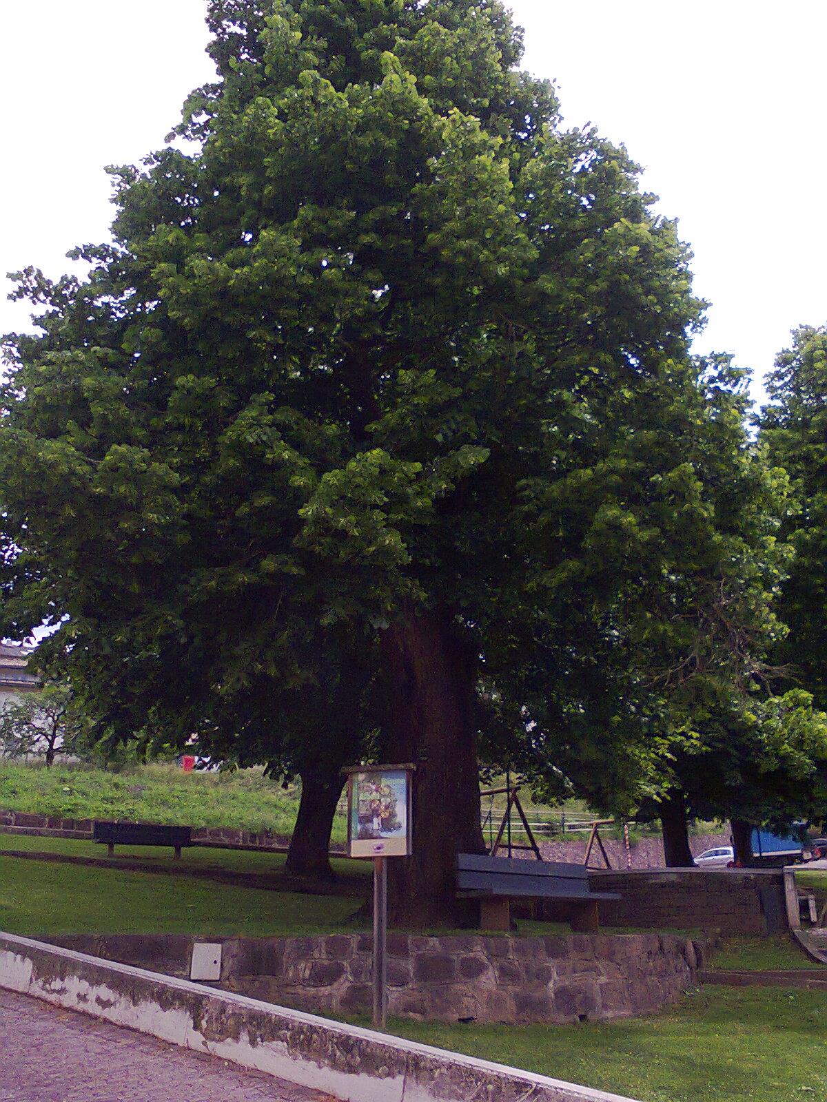 600 years old lime ain Truden/Trodena Truden/Trodena 3 suedtirol.info