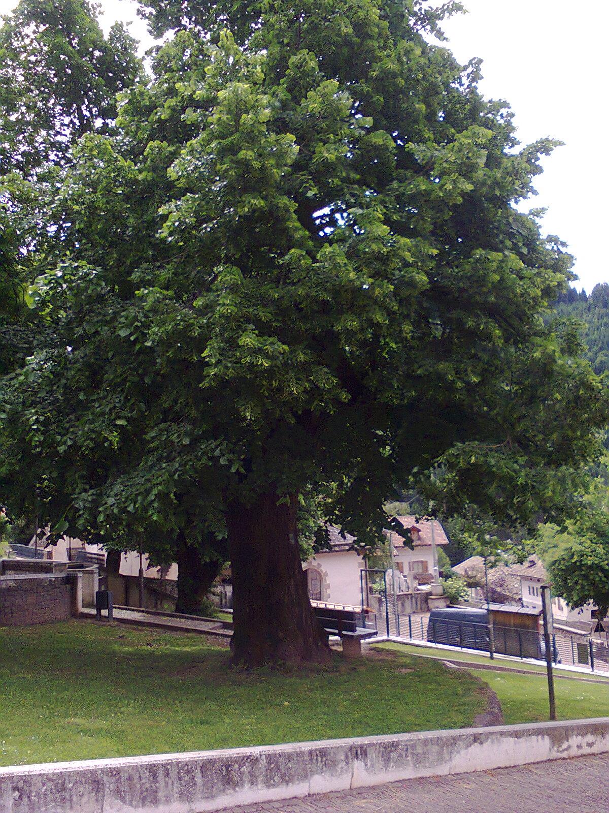 600 years old lime ain Truden/Trodena Truden/Trodena 1 suedtirol.info