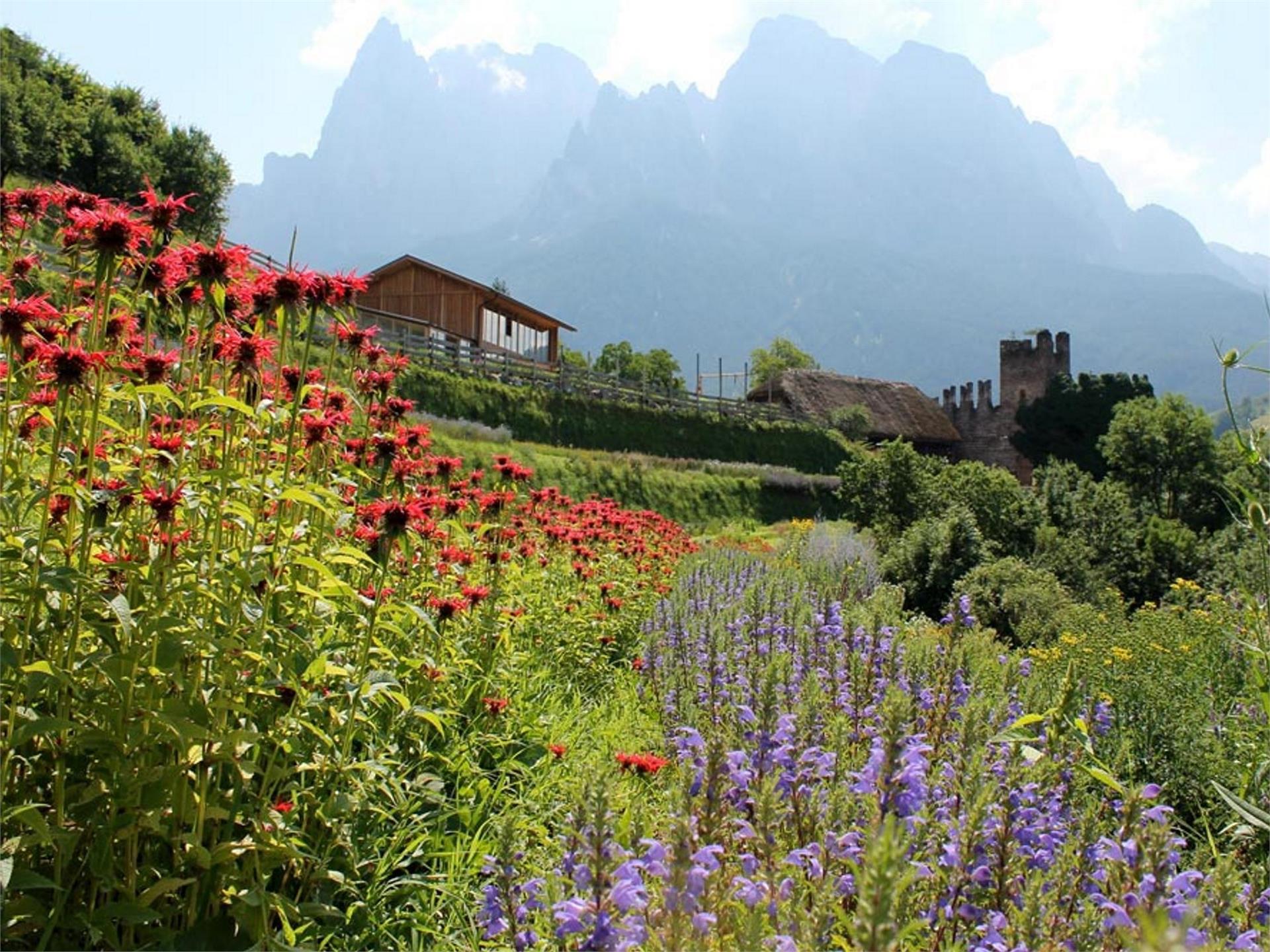 Pflegerhof – der Biokräuterhof Kastelruth 1 suedtirol.info