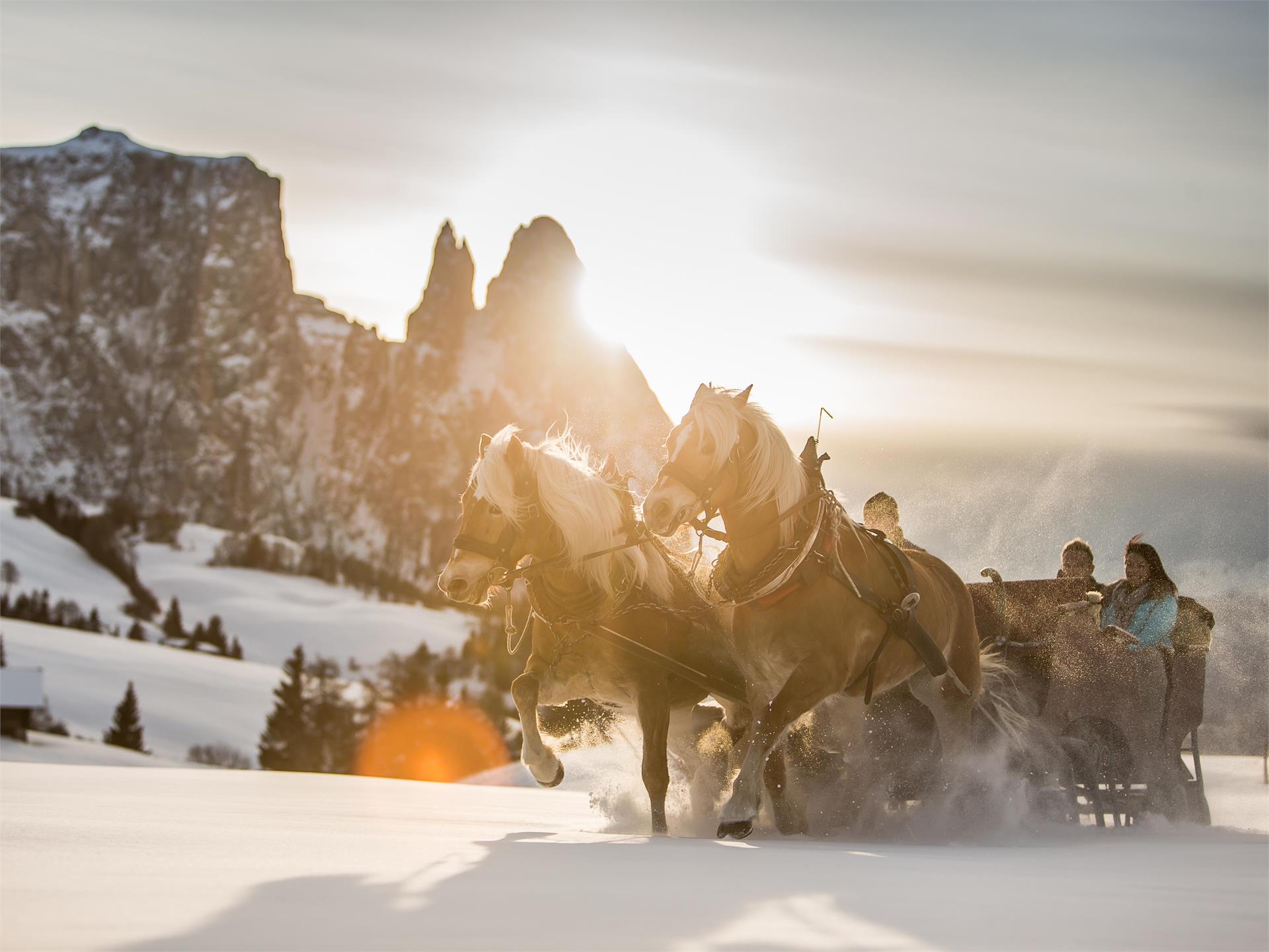 Pferdeschlitten- und Kutschenfahrten Klaus Trocker Kastelruth 2 suedtirol.info