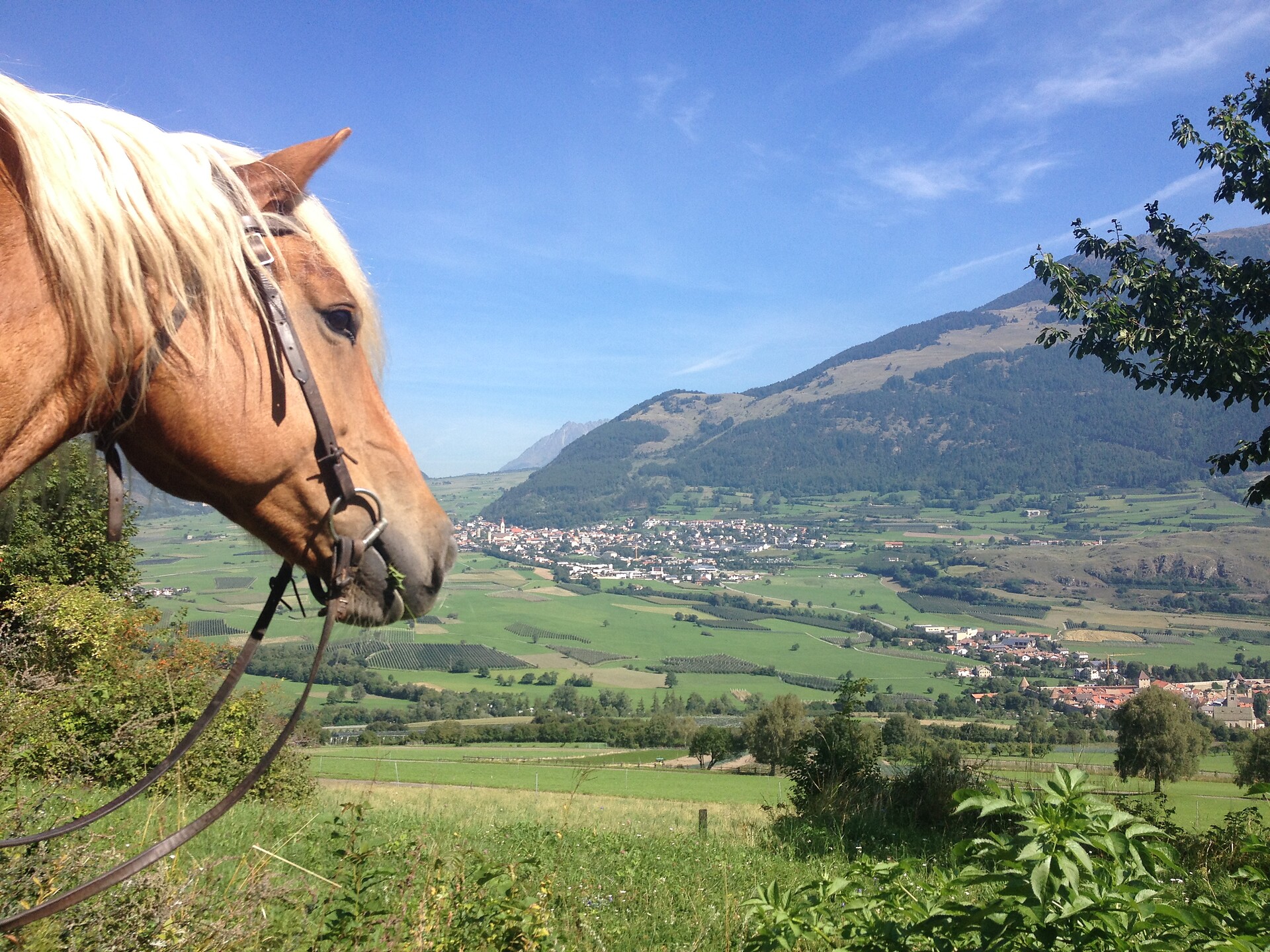 Equitazione Ansteingut - Val Venosta - #1 - suedtirol.info