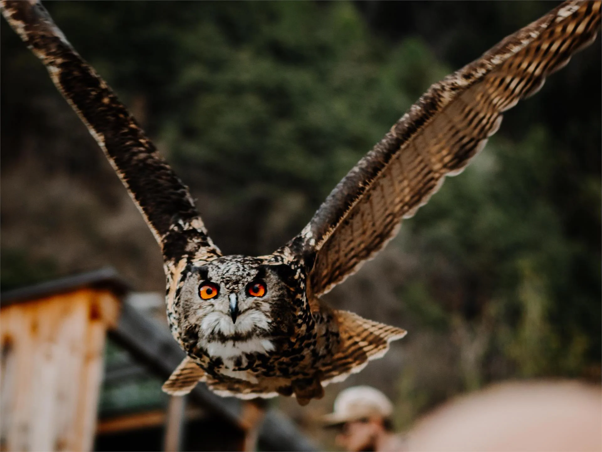 Centro Recupero Avifauna Castel Tirolo Tirolo 2 suedtirol.info