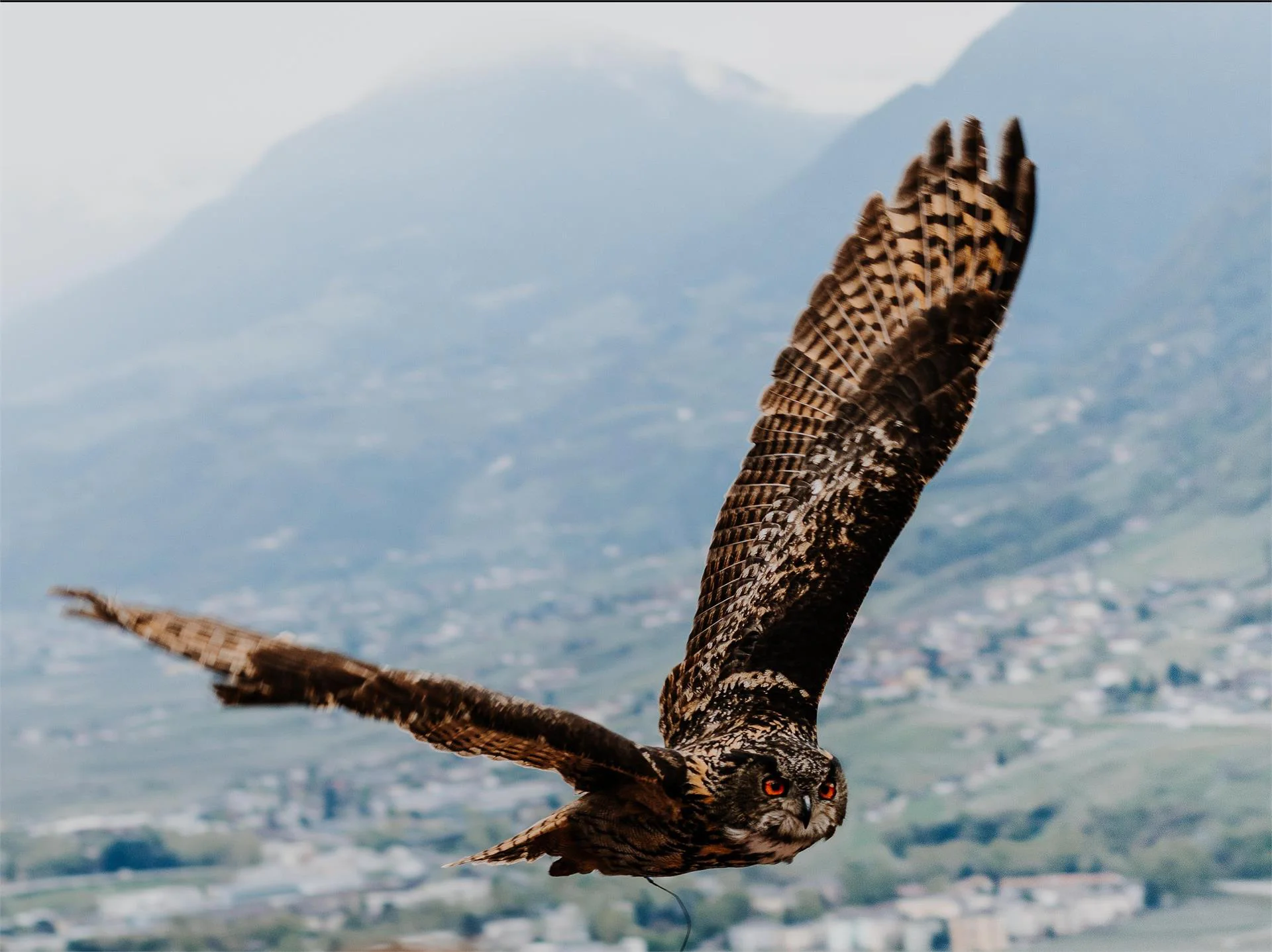 Centro Recupero Avifauna Castel Tirolo Tirolo 4 suedtirol.info