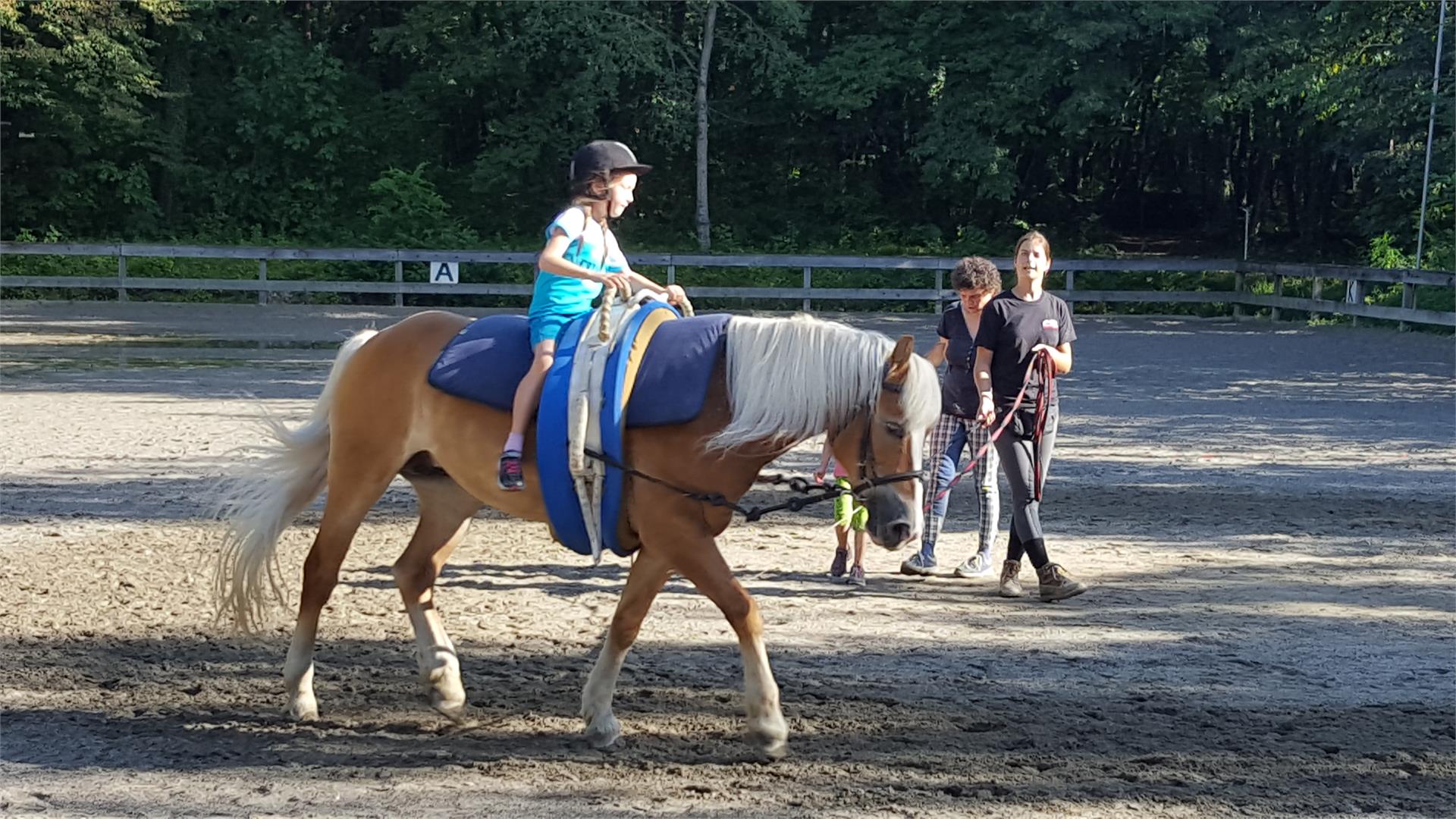 Horse riding stable in Nalles Tisens/Tesimo 6 suedtirol.info