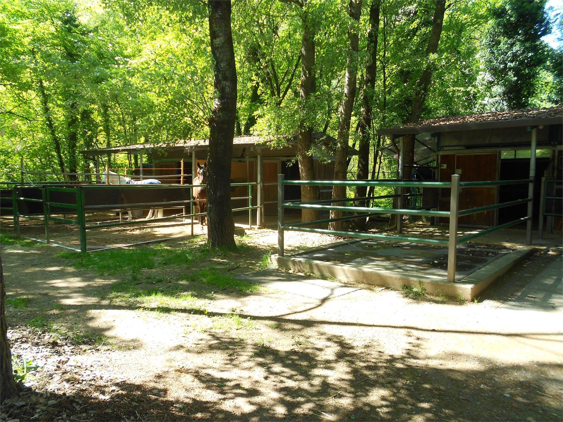 Horse riding stable in Nalles Tisens/Tesimo 3 suedtirol.info