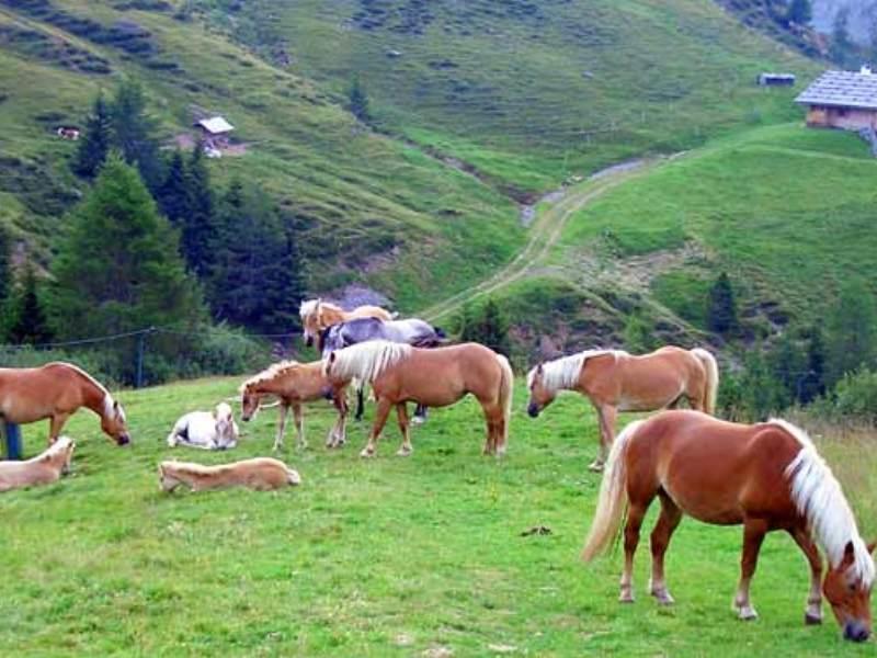 Equitazione al maso Oberfahrerhof Meltina 2 suedtirol.info
