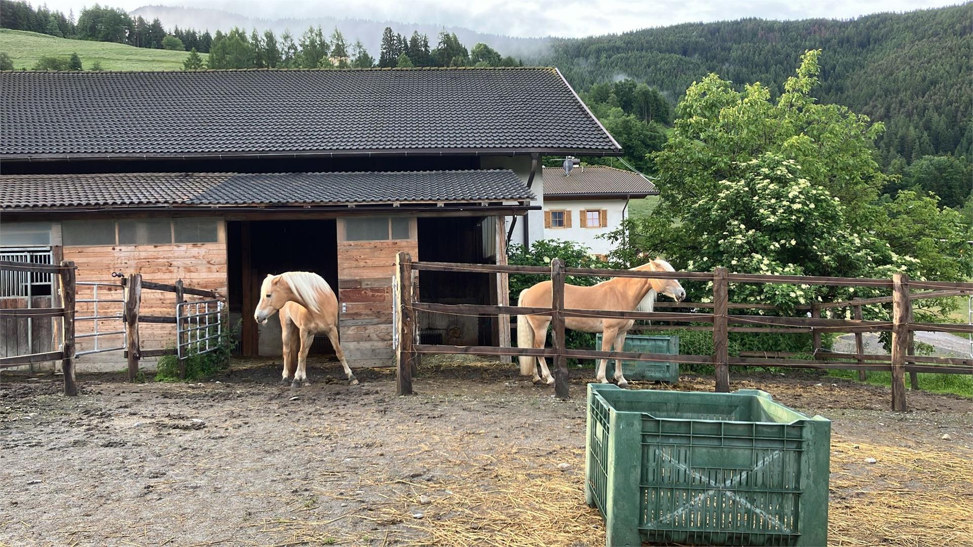Scuderia e maneggio a Tscherluierhof Laion 3 suedtirol.info