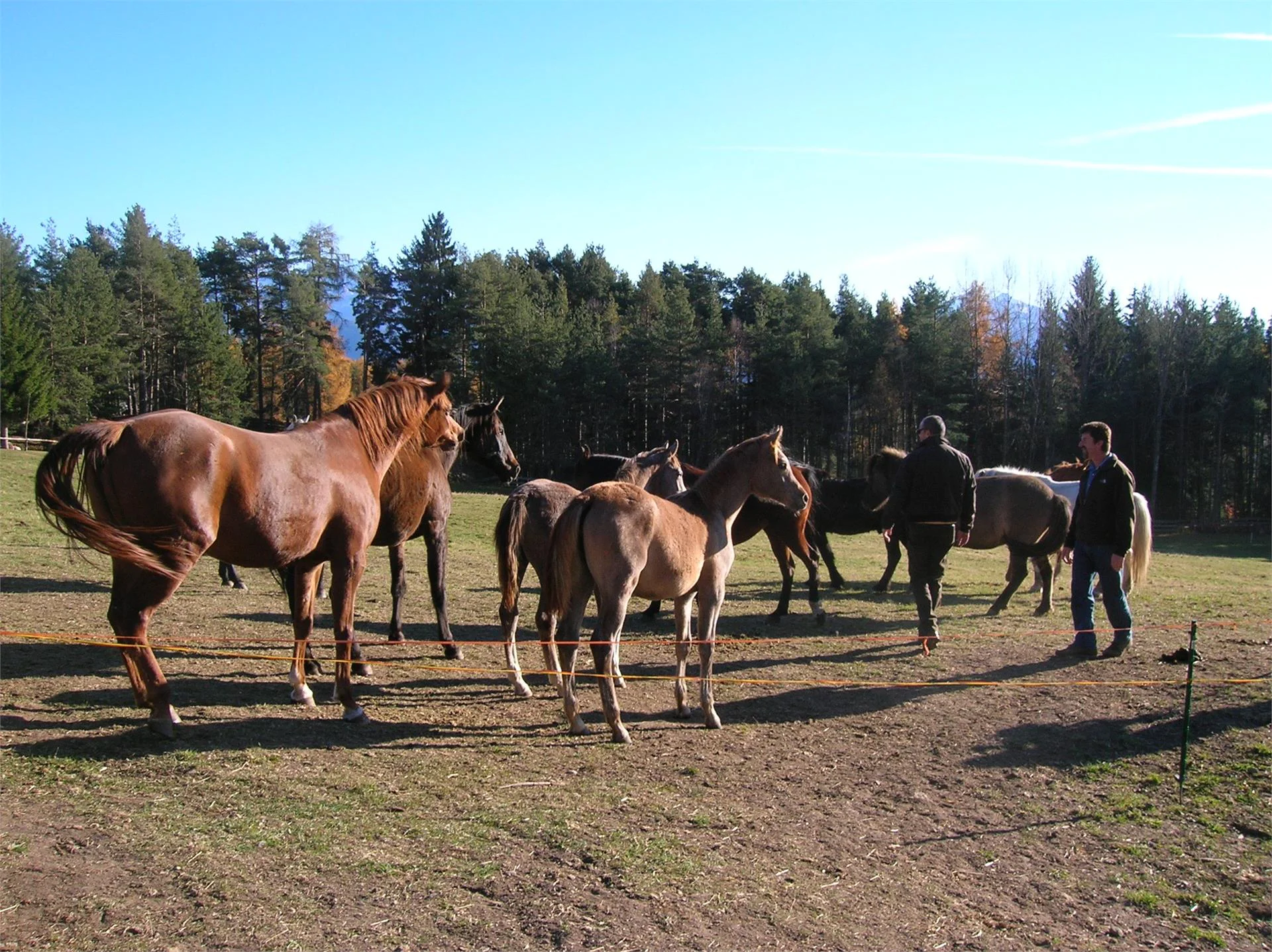 Horse Riding School Kaserhof Ritten/Renon 1 suedtirol.info