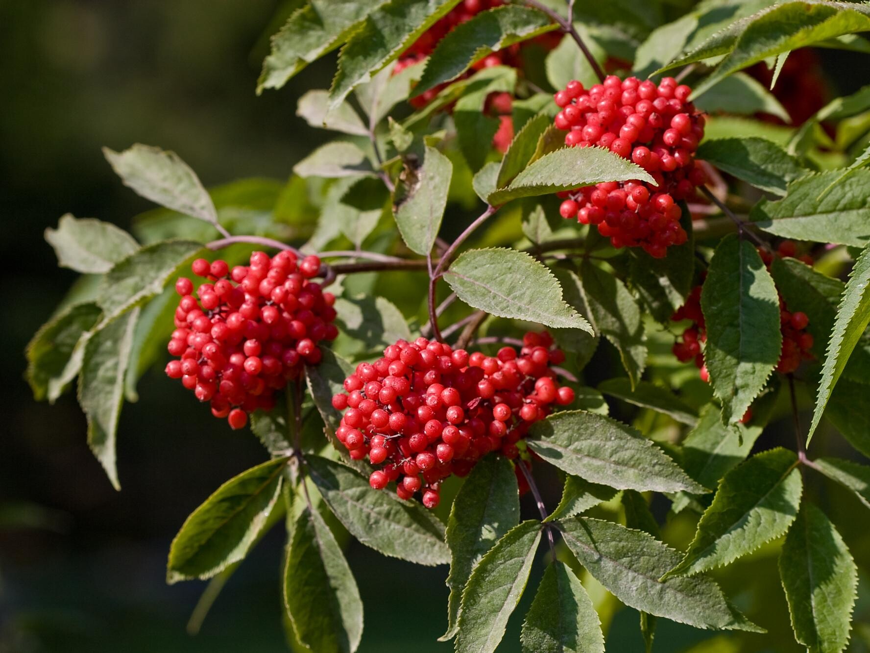 Red elderberry