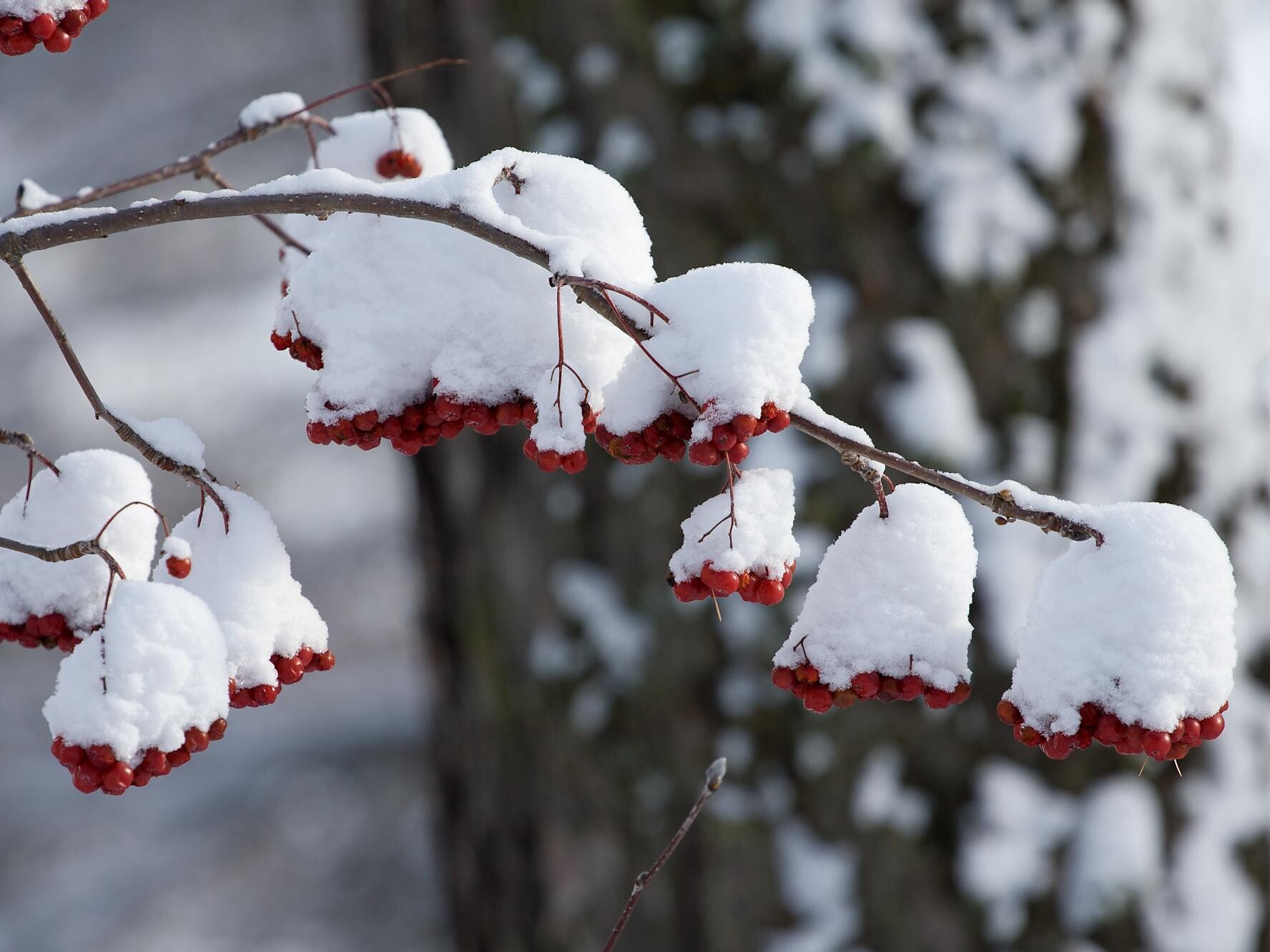 Red elderberry