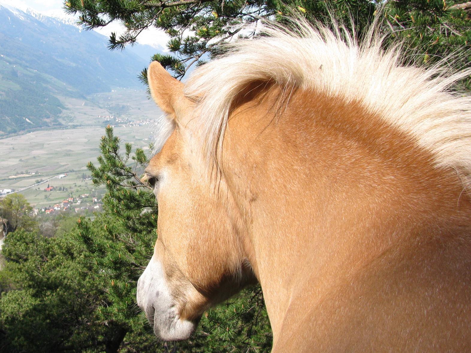 Rona Ranch Martell/Martello 1 suedtirol.info