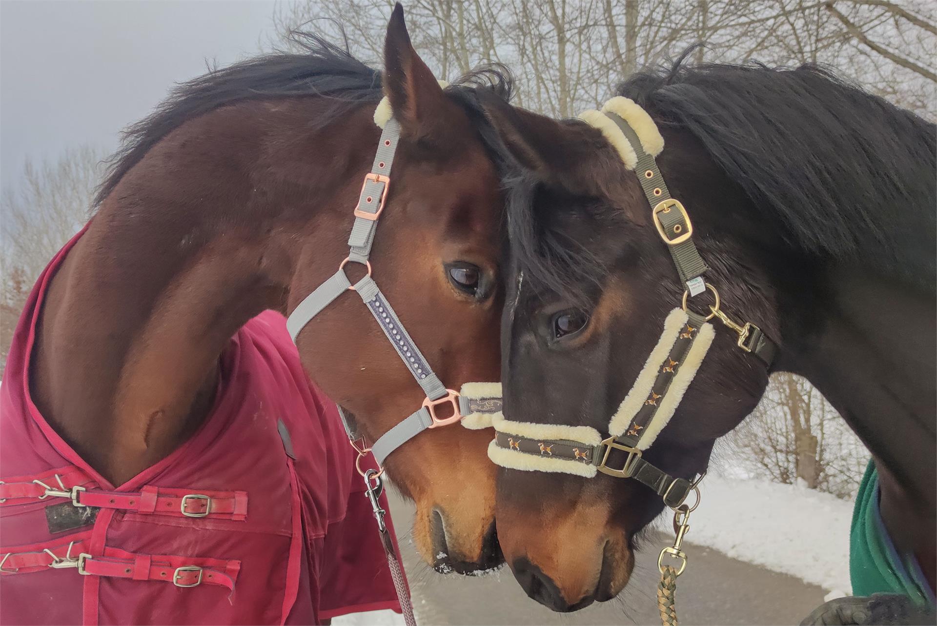 Equestrian Farm physiotherapist for animals Reischach/Riscone Bruneck/Brunico 1 suedtirol.info