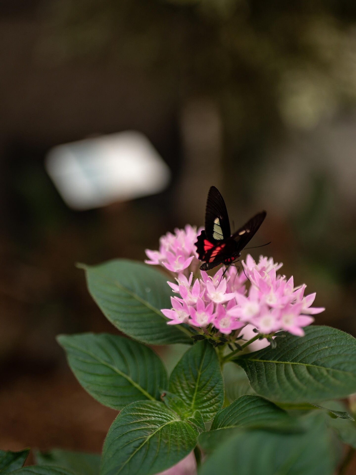 Raffeiner Orchideenwelt - Meran und Umgebung - #4 - suedtirol.info