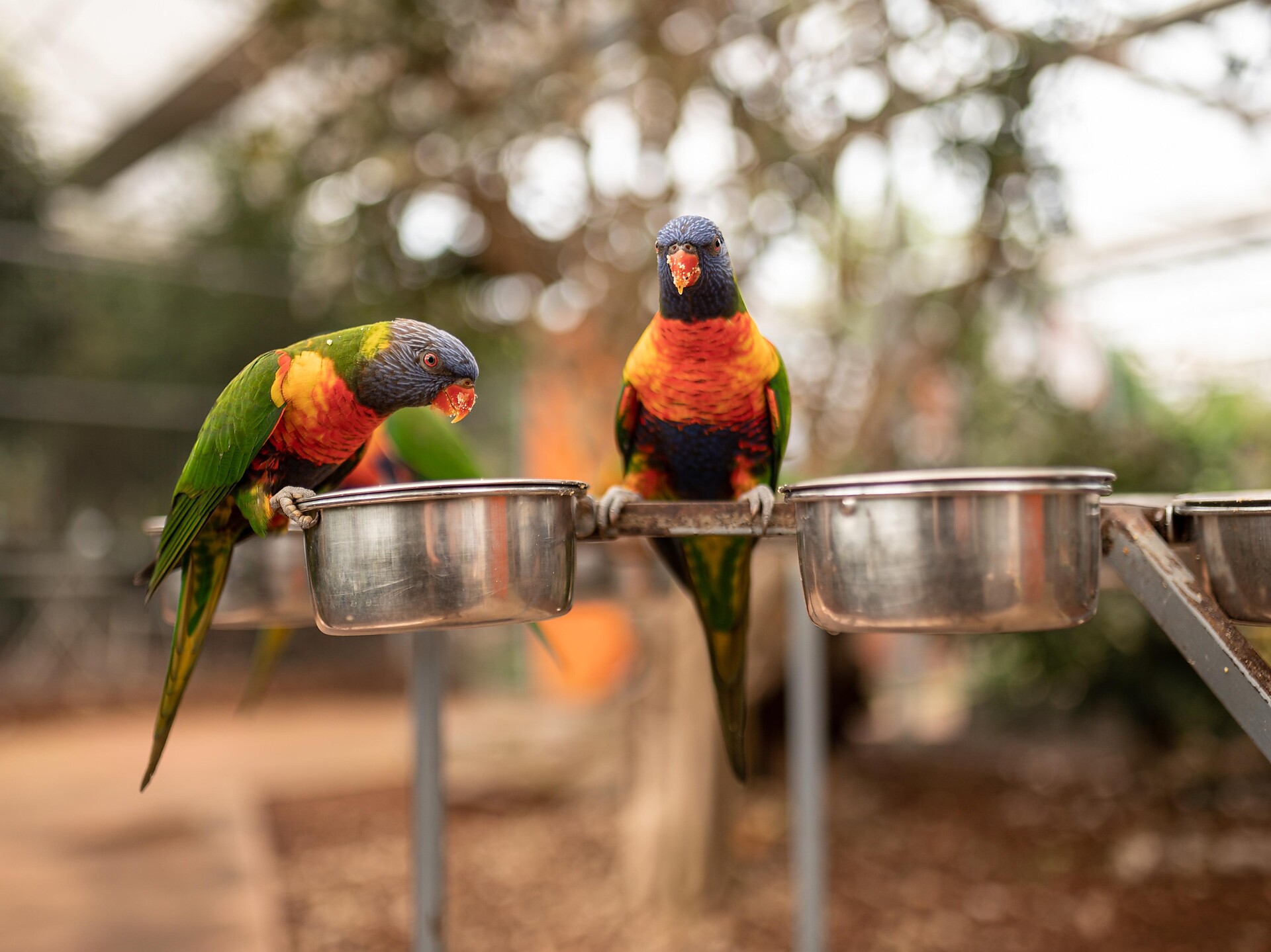 Raffeiner Orchideenwelt - Meran und Umgebung - #3 - suedtirol.info