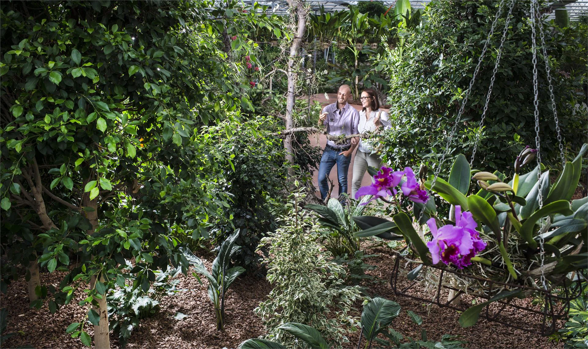 Mondo delle orchidee - floricoltura Raffeiner Gargazzone 3 suedtirol.info
