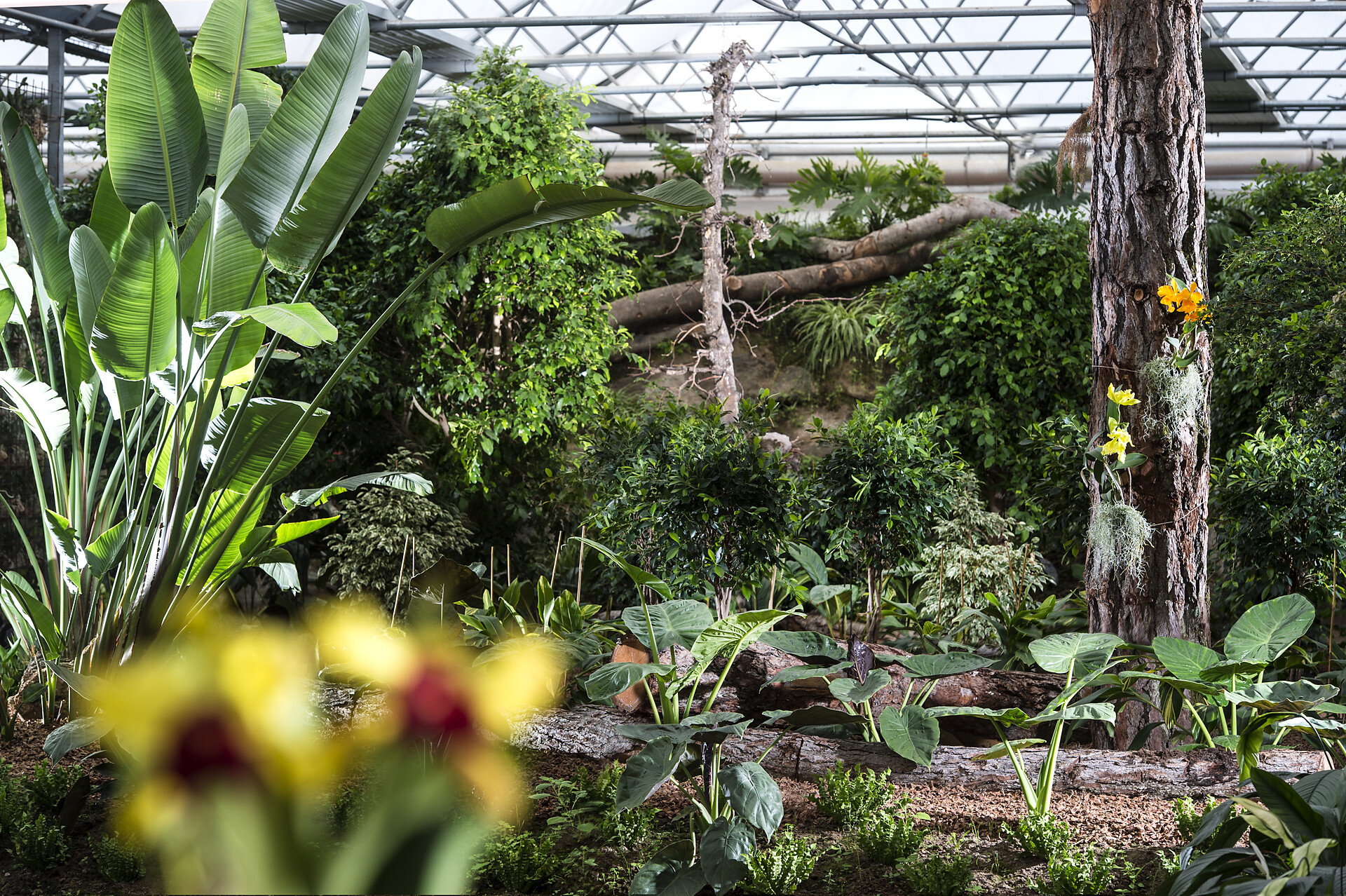 Mondo delle orchidee - floricoltura Raffeiner Gargazzone 2 suedtirol.info