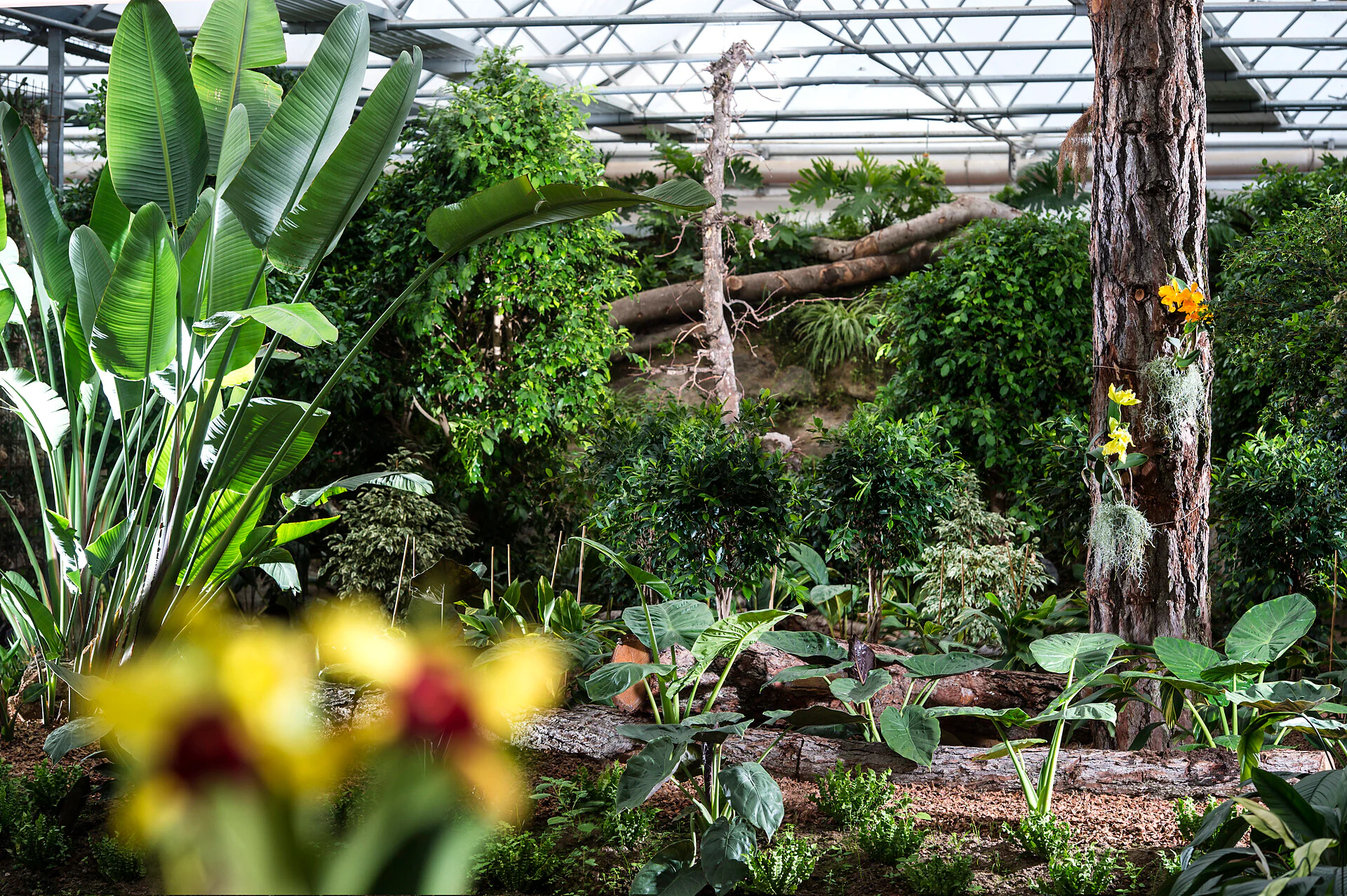 Mondo delle orchidee - floricoltura Raffeiner Gargazzone 2 suedtirol.info