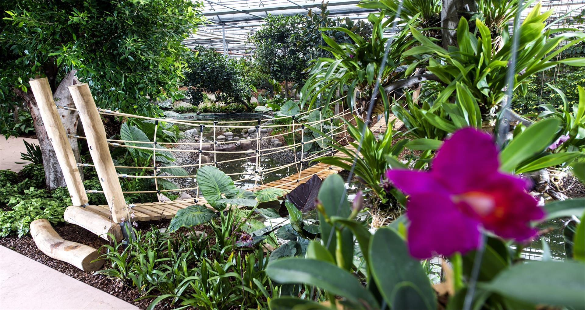Mondo delle orchidee - floricoltura Raffeiner Gargazzone 4 suedtirol.info
