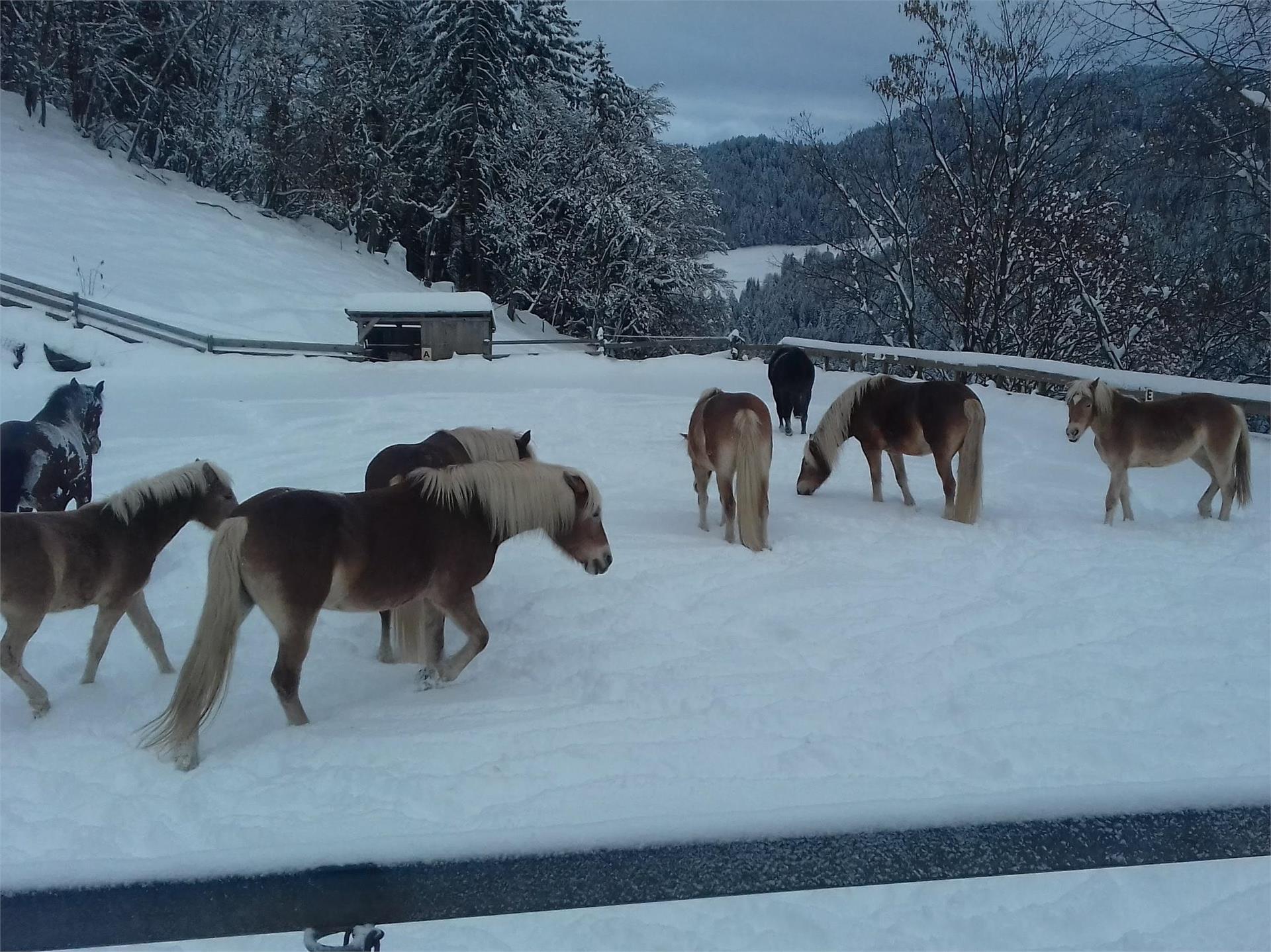 Riding stable Sulfner Hafling/Avelengo 2 suedtirol.info