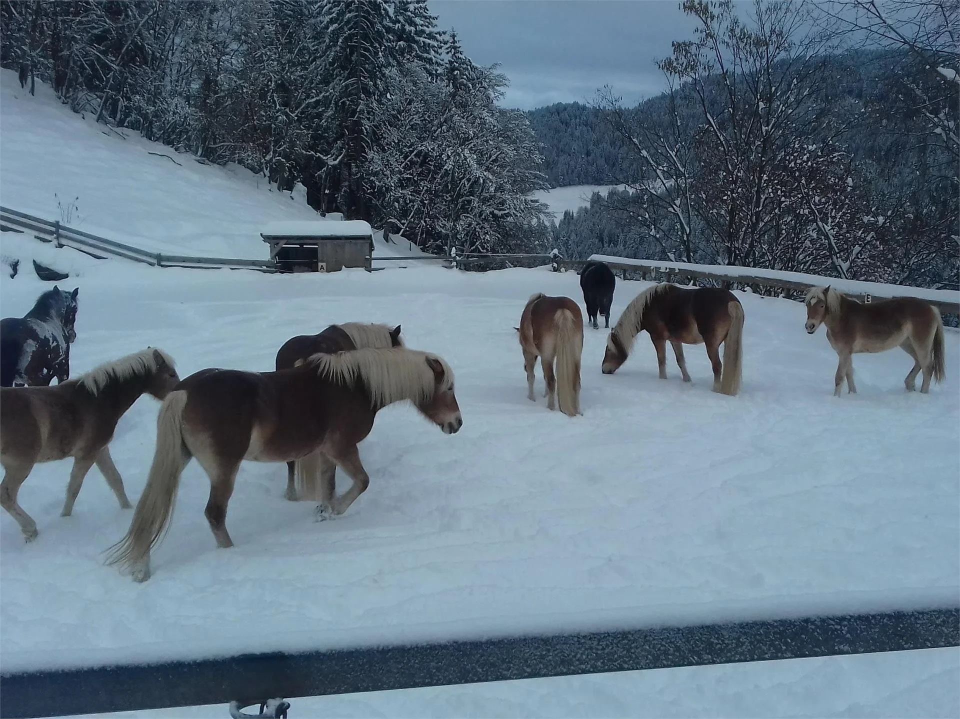Riding stable Sulfner Hafling/Avelengo 2 suedtirol.info