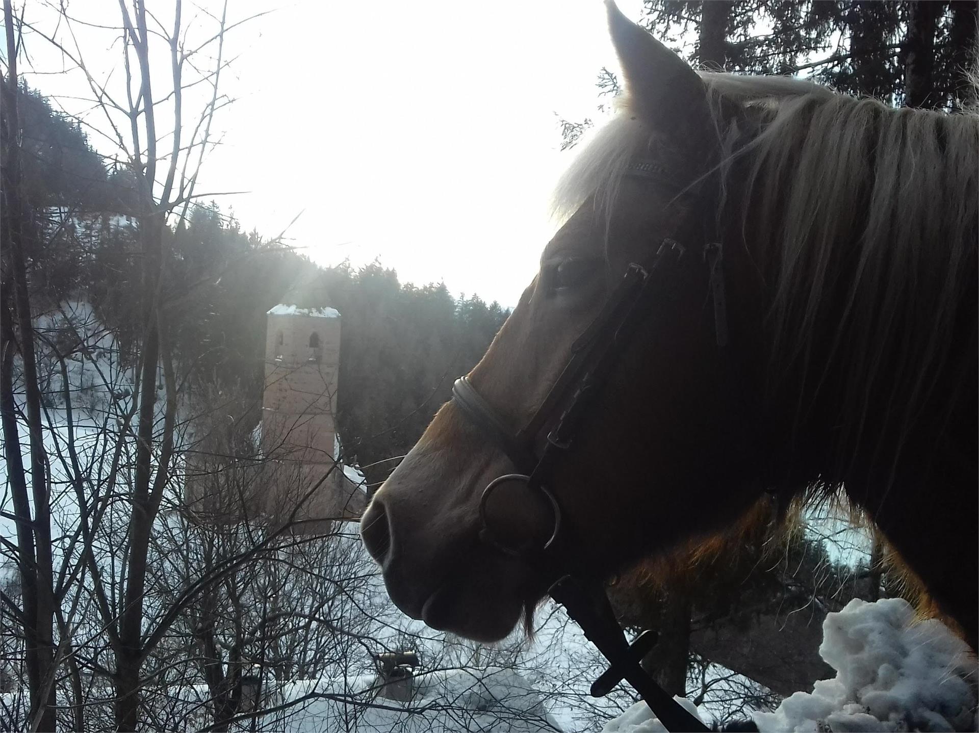 Riding stable Sulfner Hafling/Avelengo 3 suedtirol.info