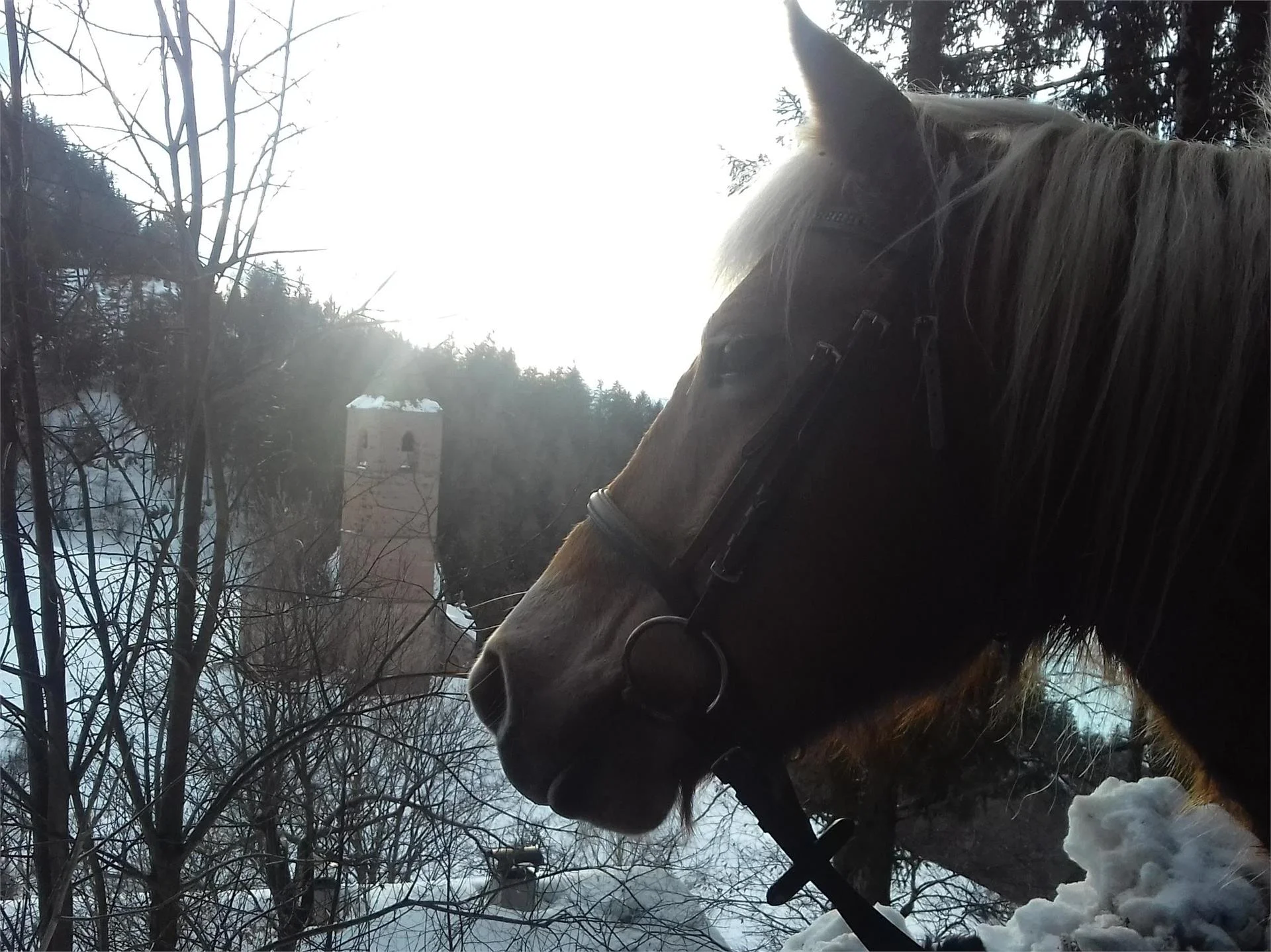 Riding stable Sulfner Hafling/Avelengo 3 suedtirol.info
