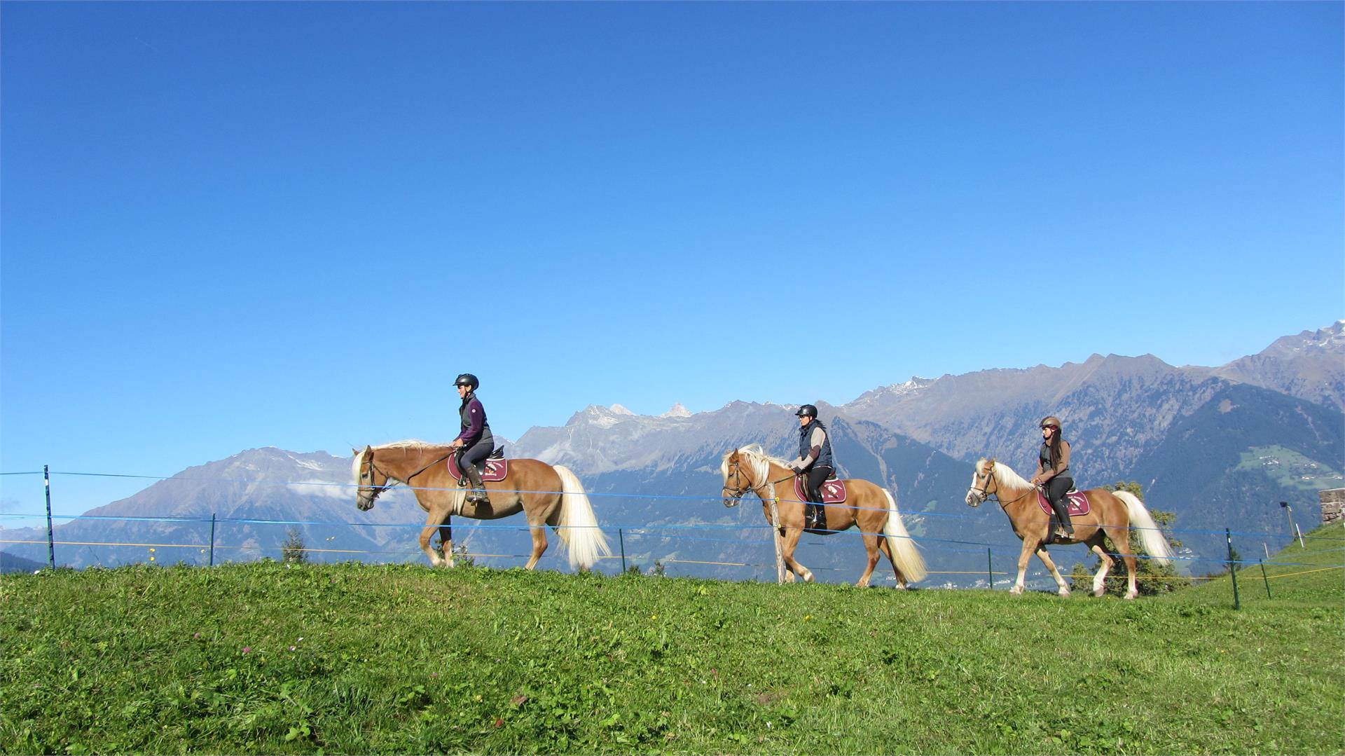 Riding stable Sulfner Hafling/Avelengo 4 suedtirol.info