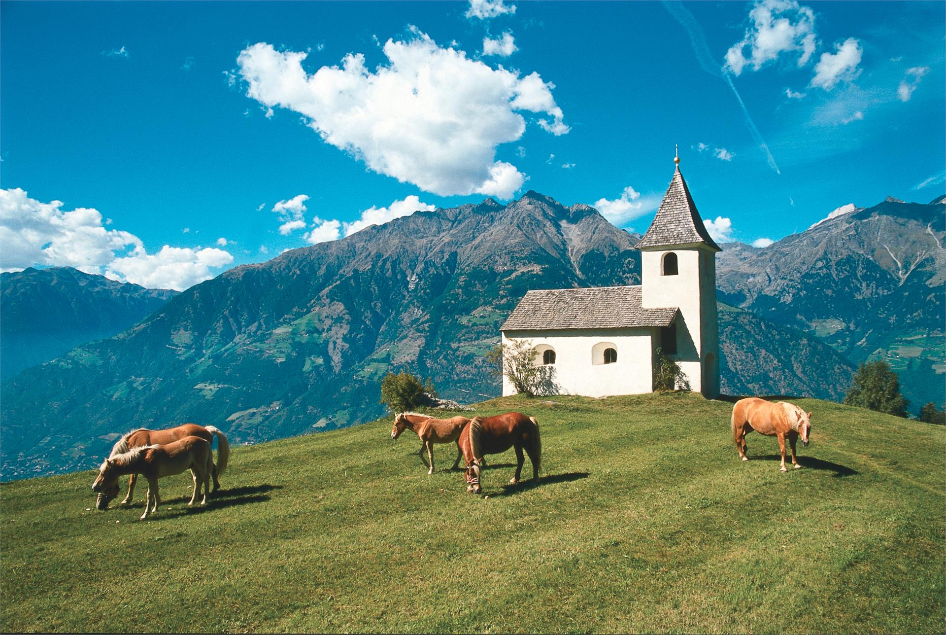 Cavalcare al Tholerhof Lagundo 1 suedtirol.info