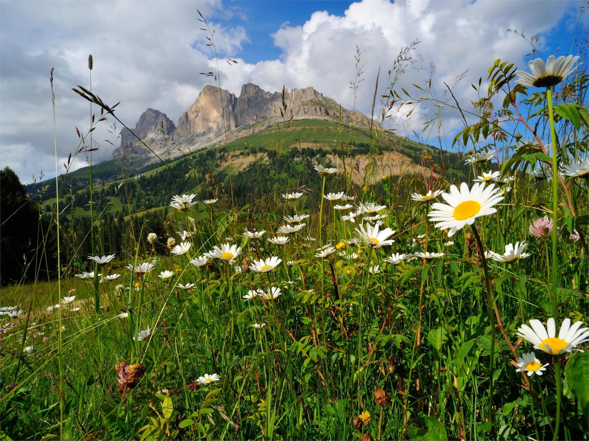 Catinaccio Nova Levante 7 suedtirol.info